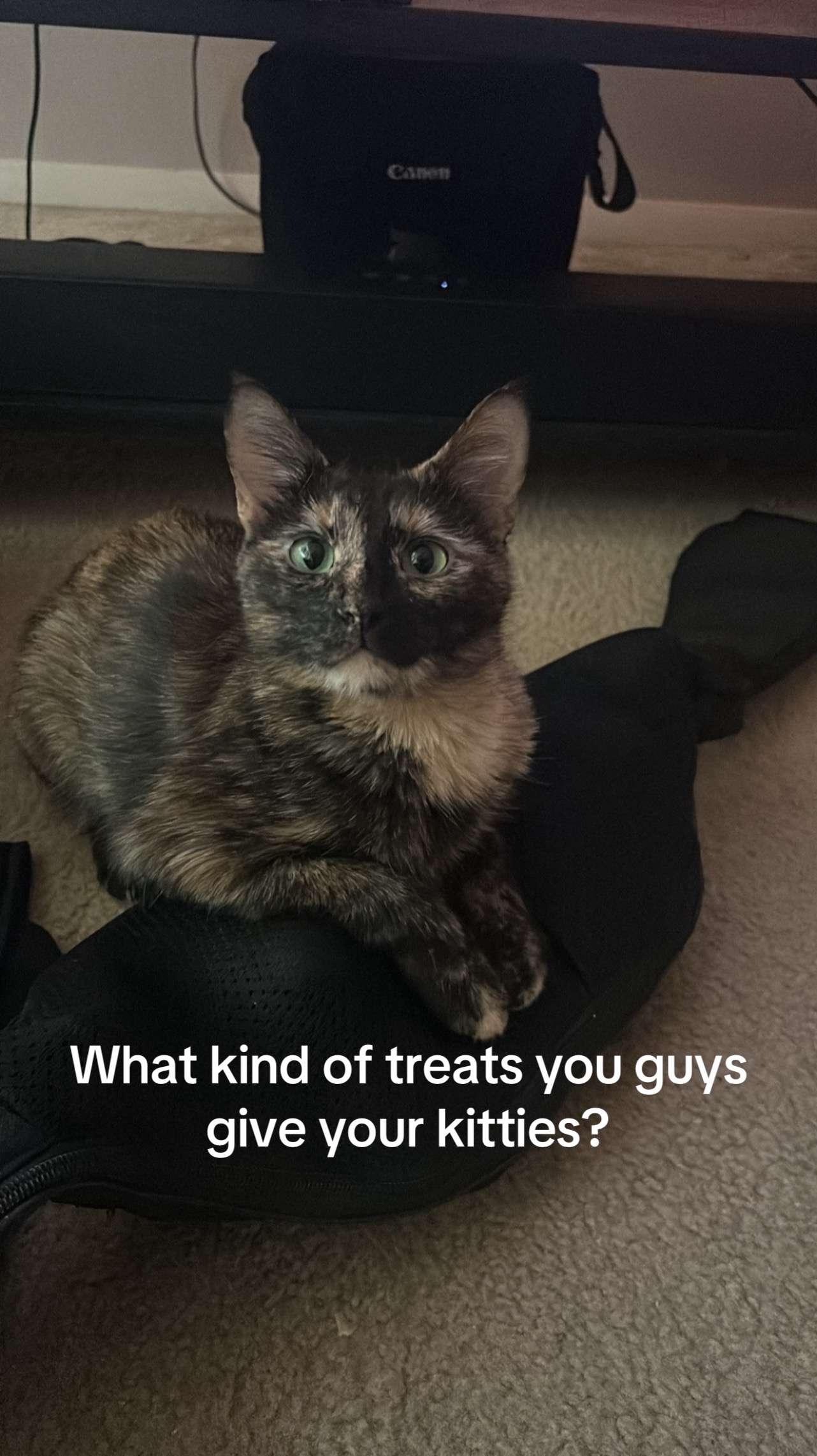 @Purrrrfect Moments
