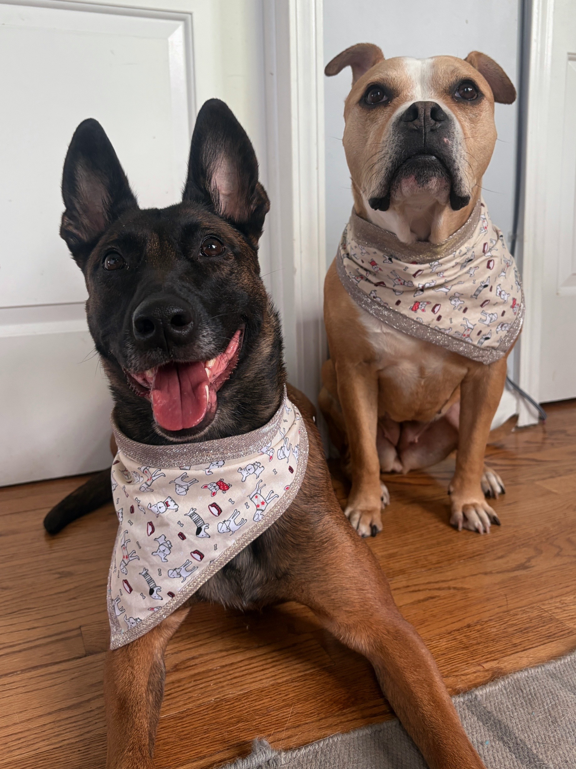@dogstrainjen