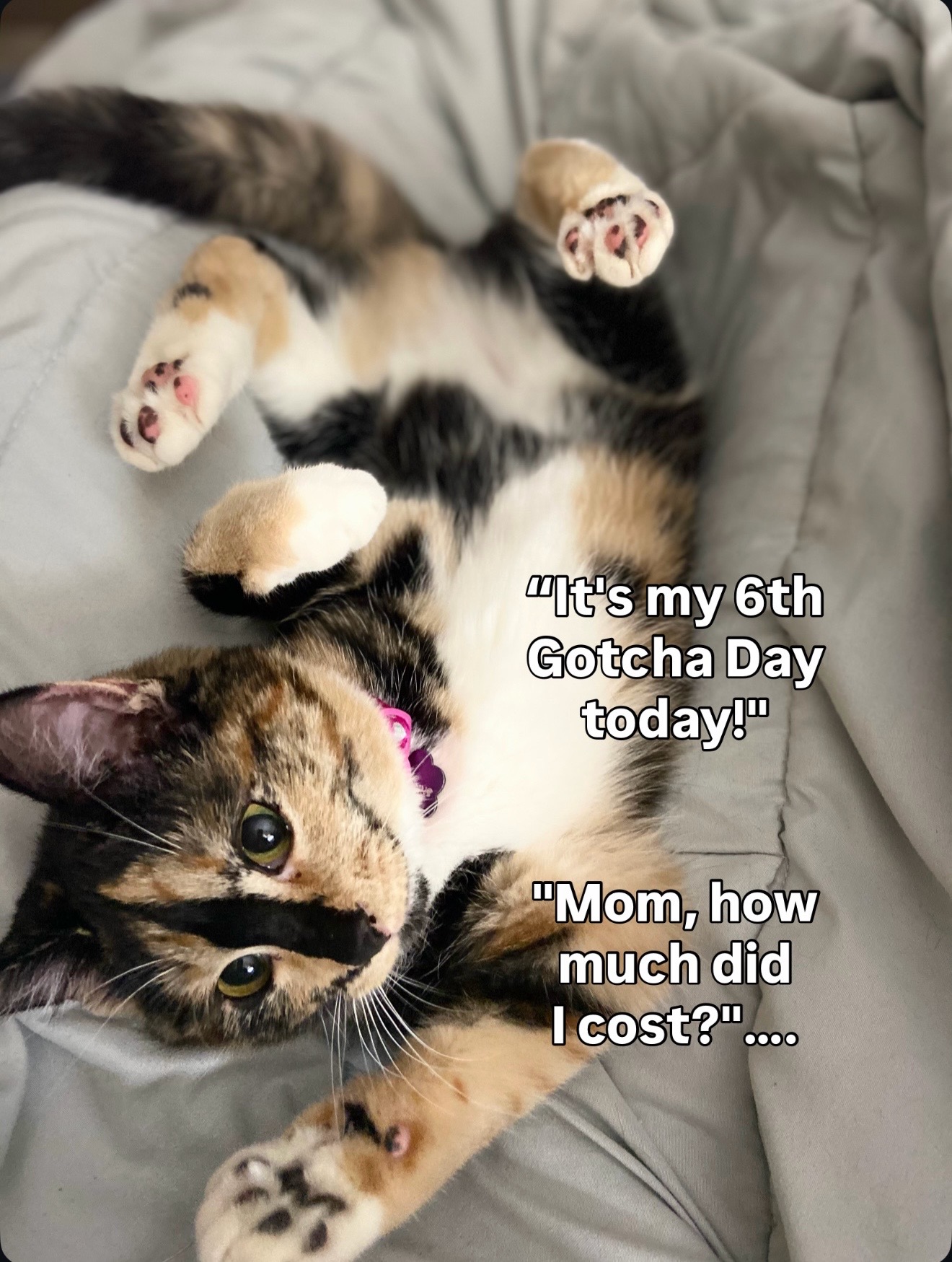 @SnickersTheSmilingCat