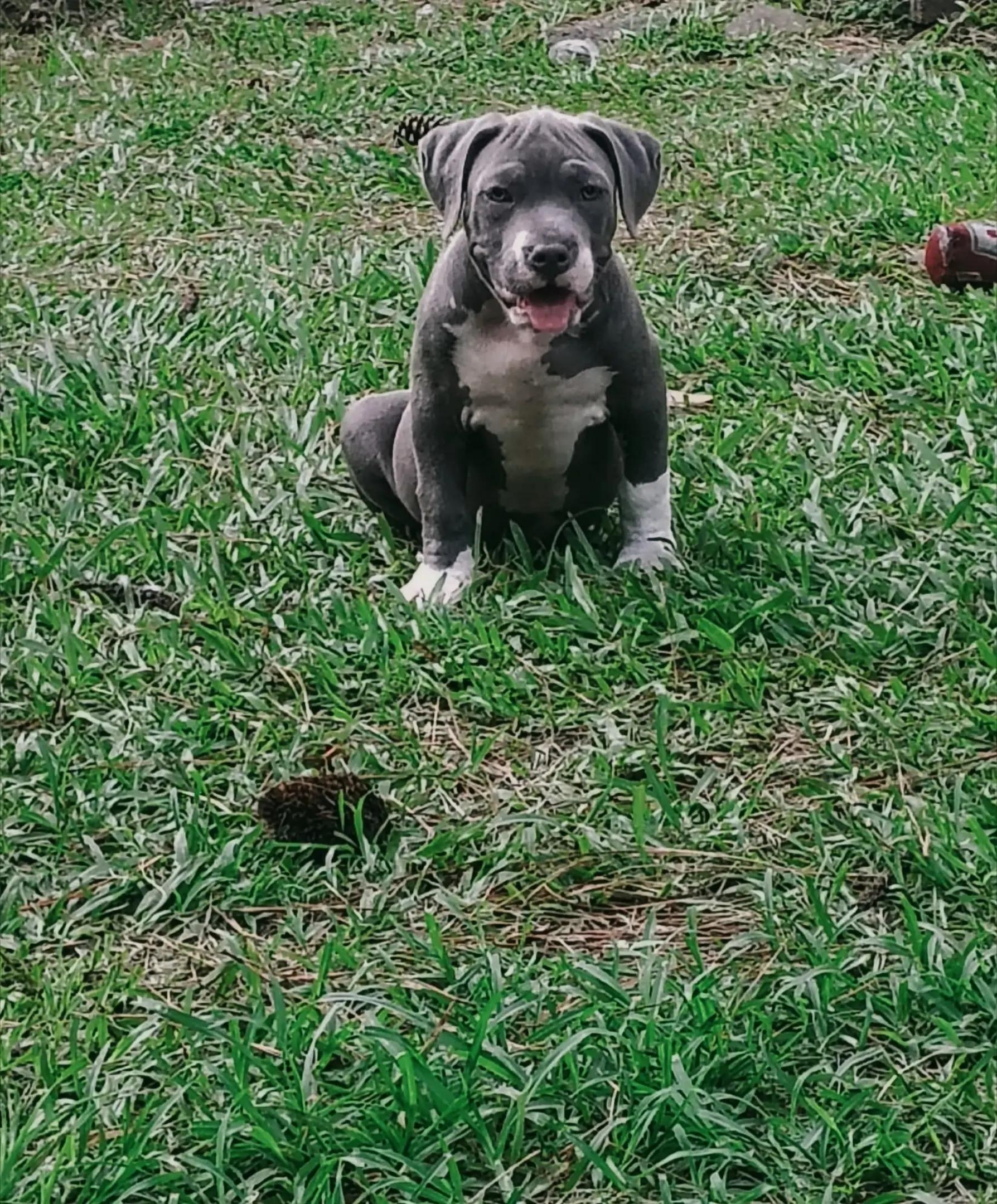 @HACHIKO LINE Bully Kennel