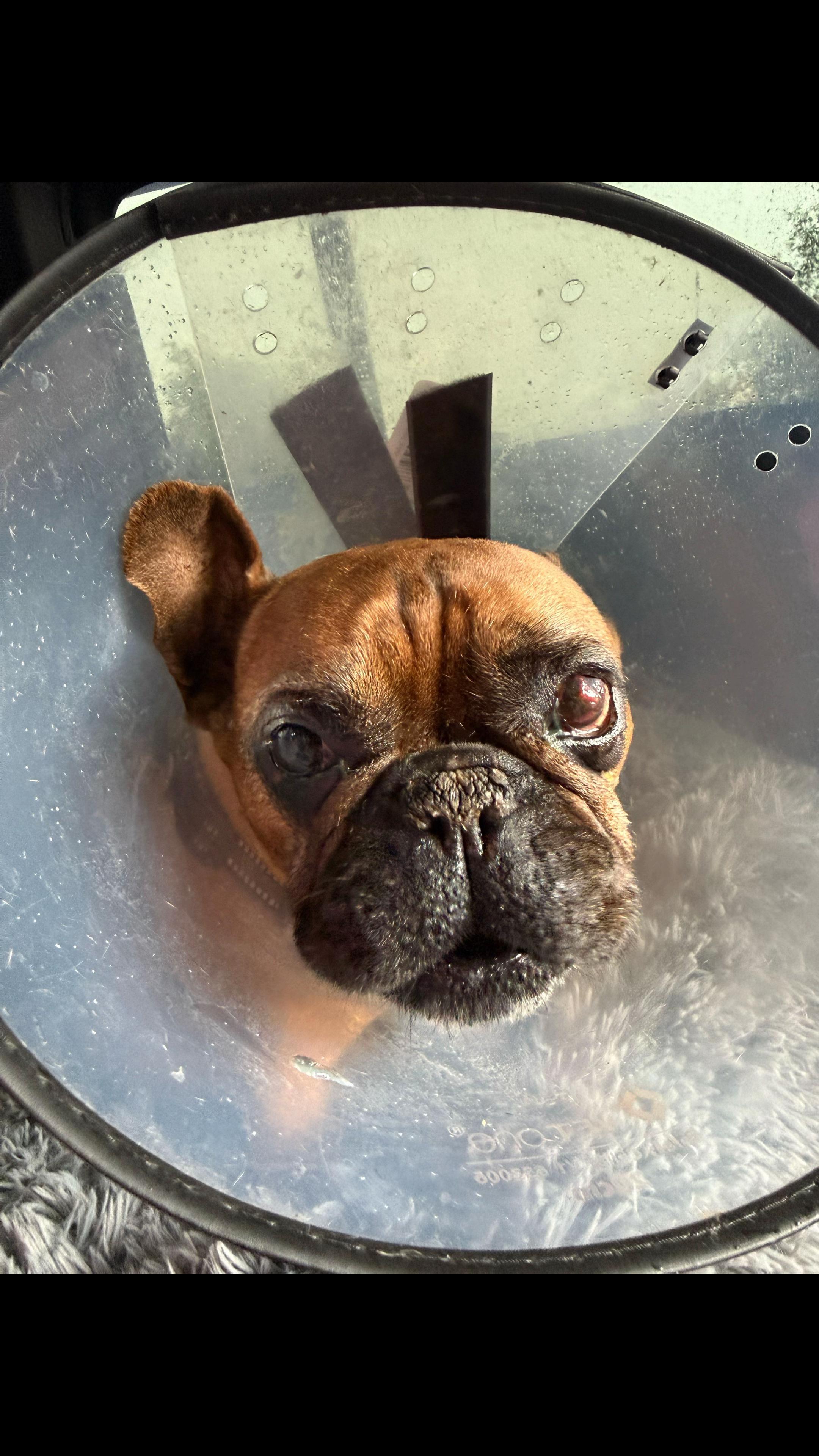 @Bertie The Frenchie