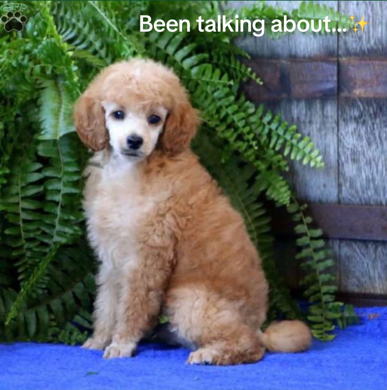 @NikoThePoodle