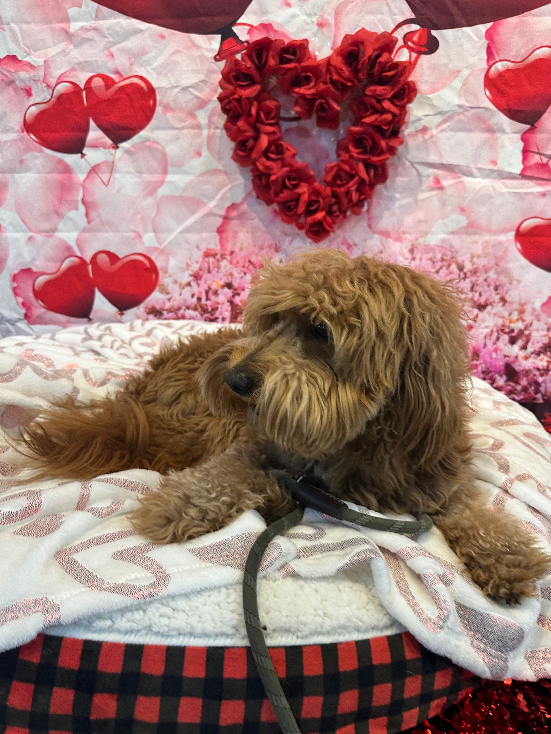 @TuckerTheTurlockDoodle