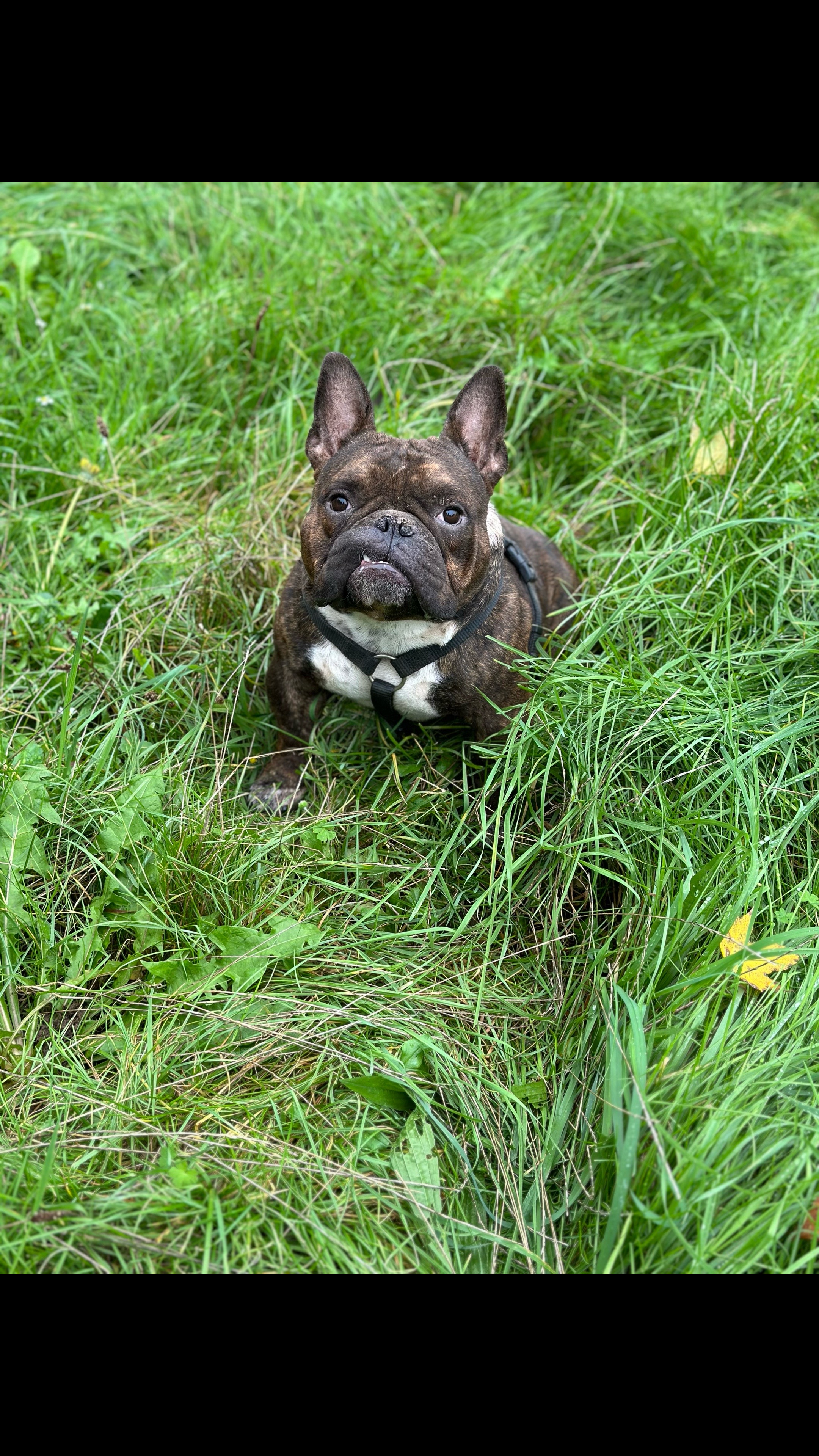 @mosthigh.bullycamp