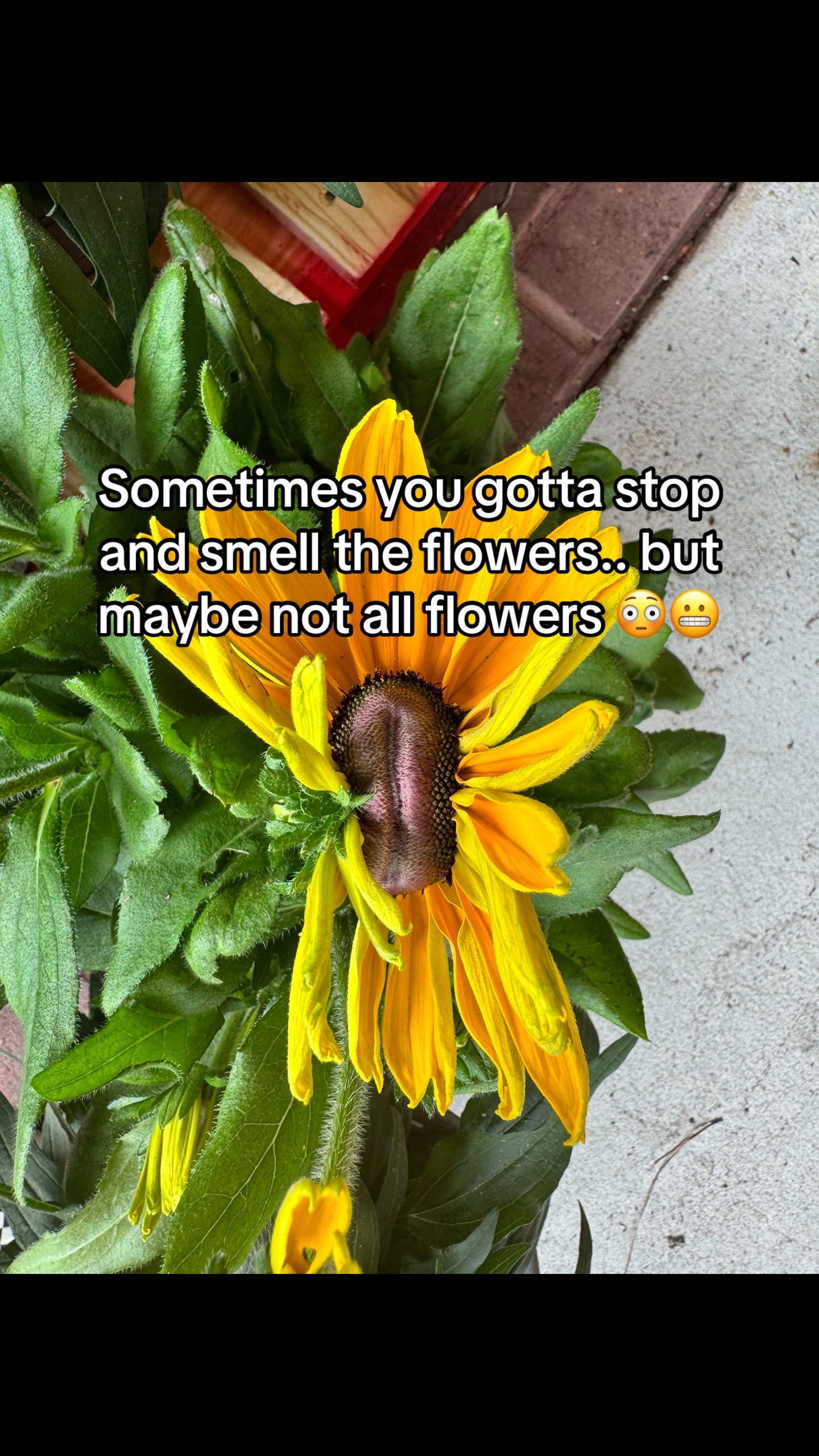 @🌻 Summer Sunshine🌻