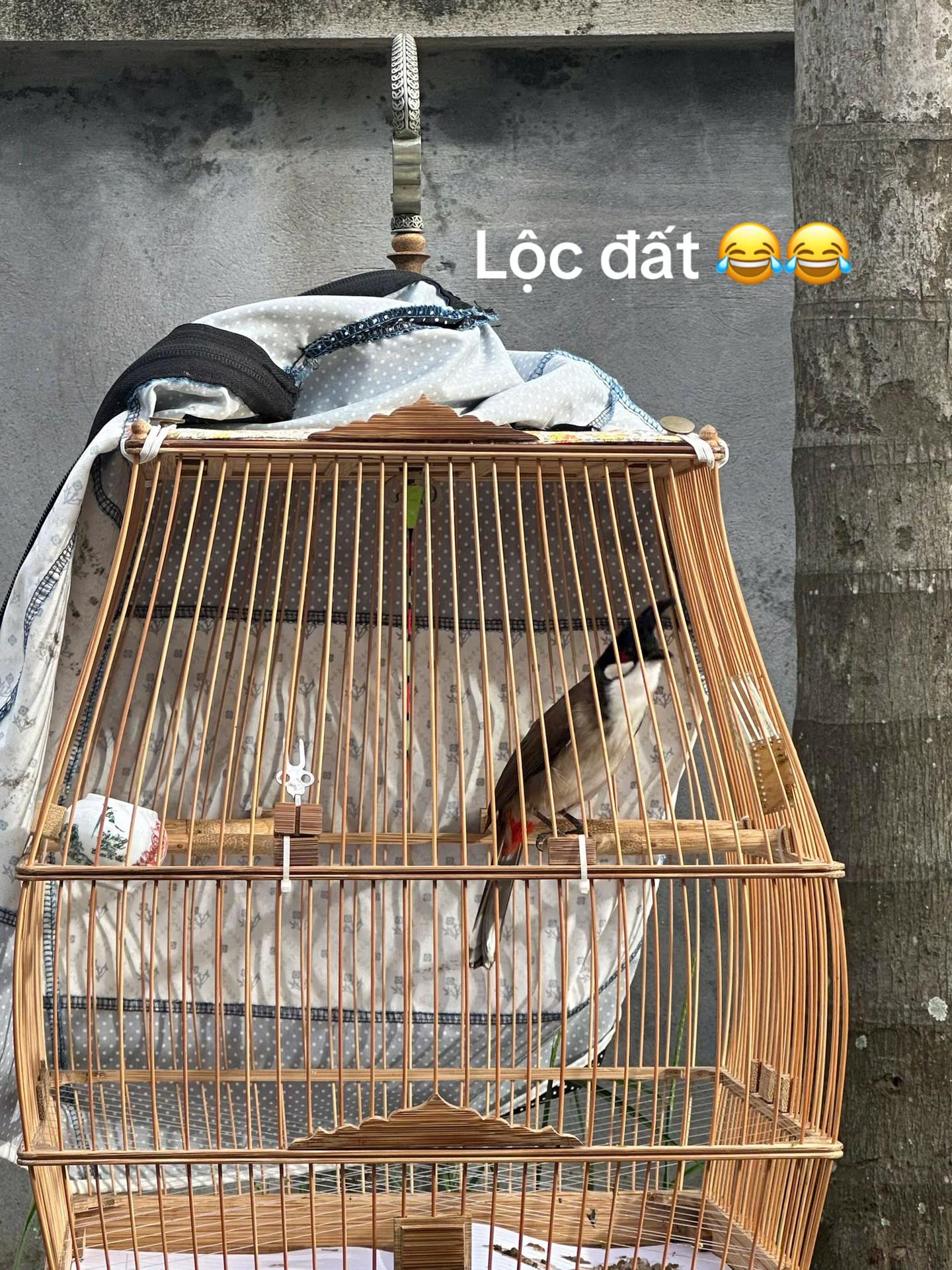 @Chaomaohaiduong34