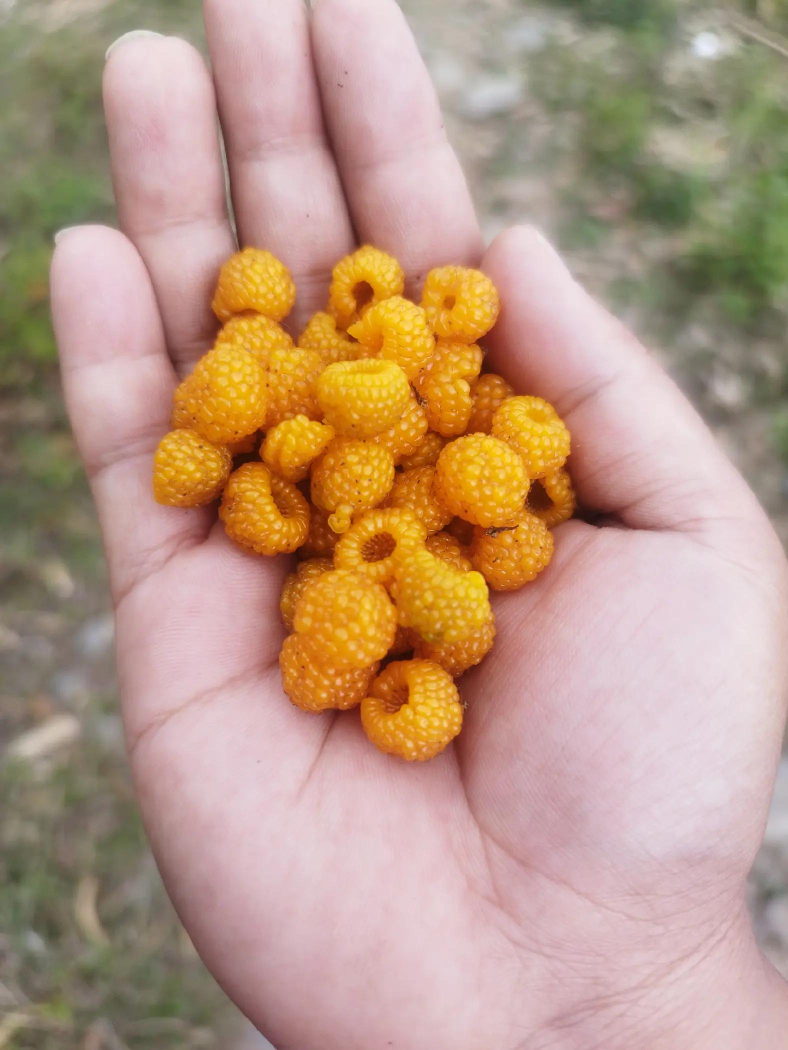 @shrishtitamang