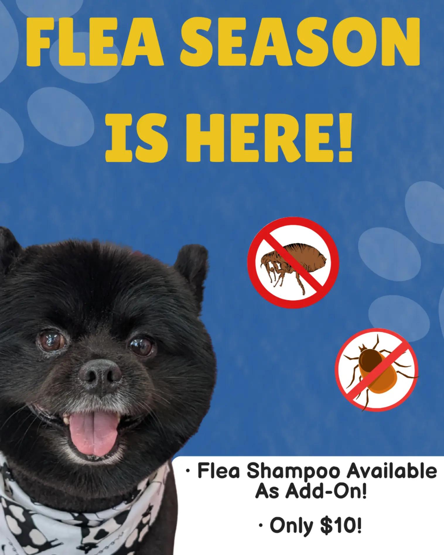 @bubulabapetgrooming