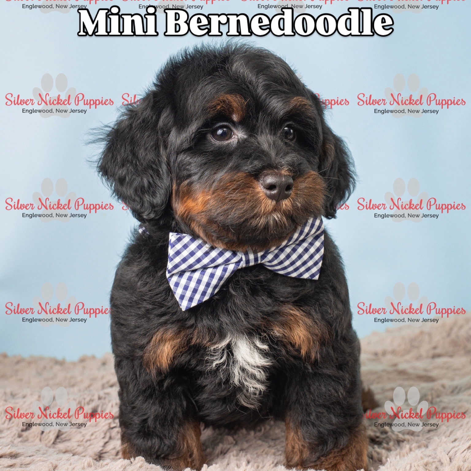 @Silver Nickel Puppies
