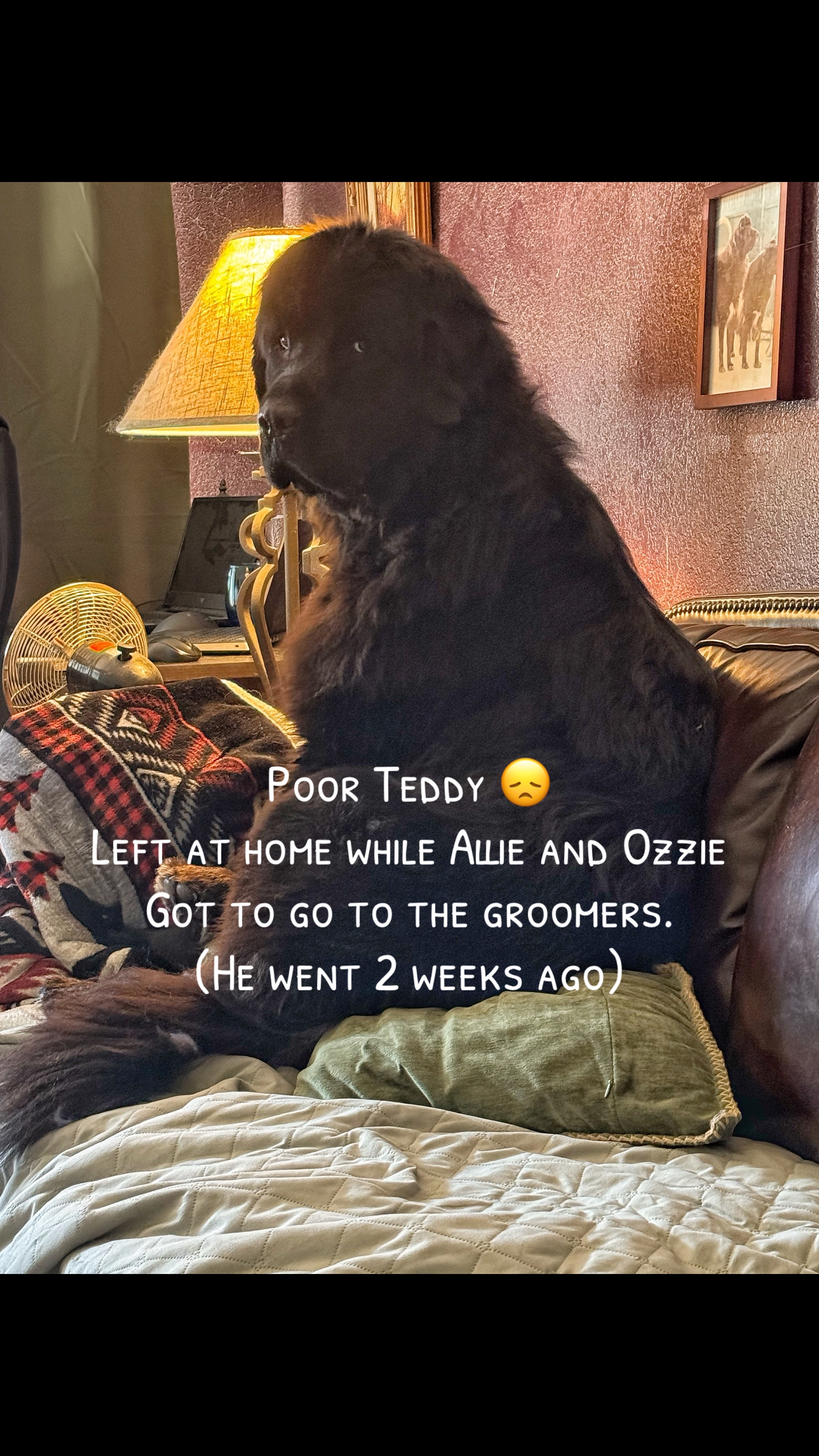 @Jennifer the dog Mom