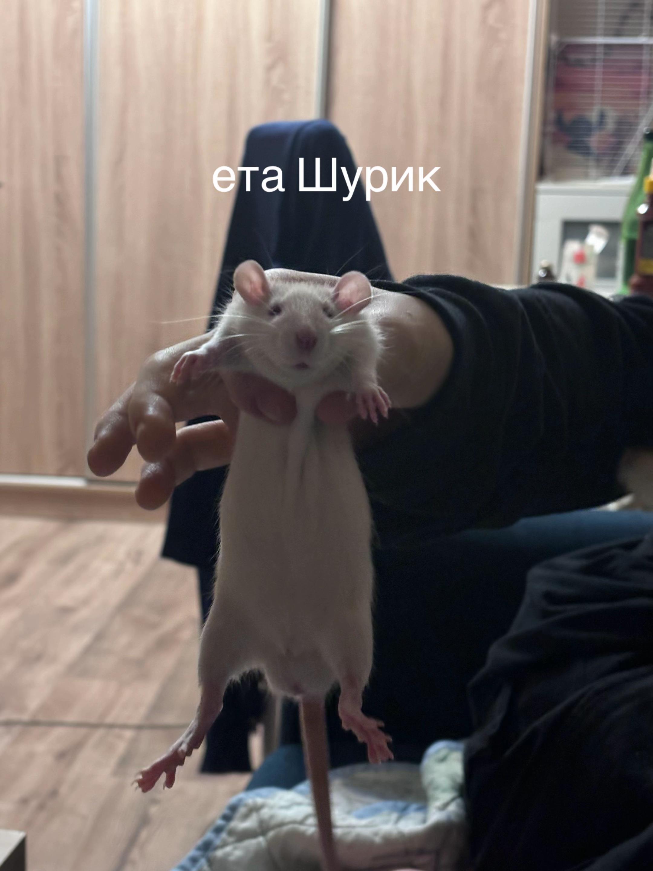 @kristinaBl&nt