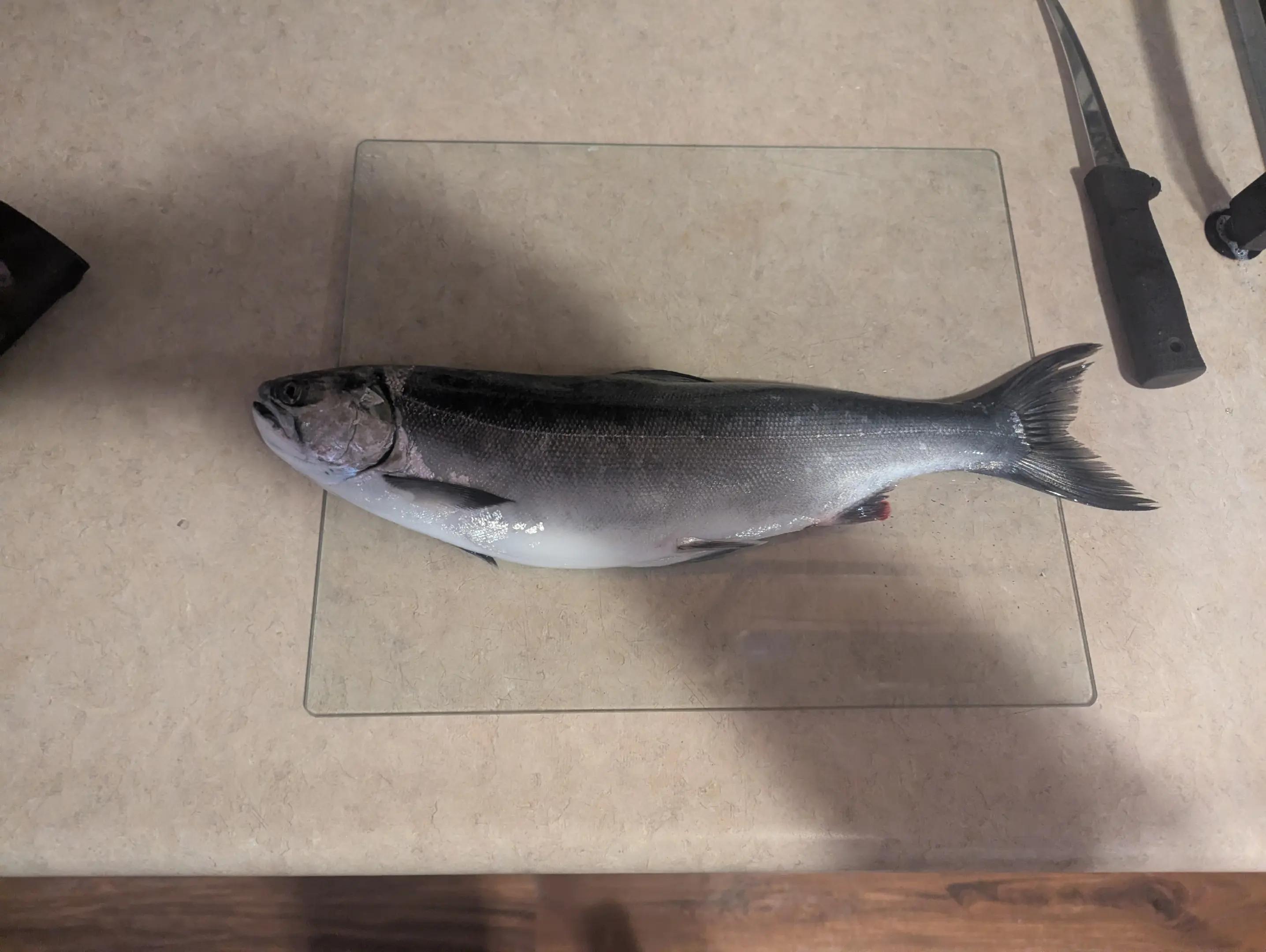 @Fishing with Metal