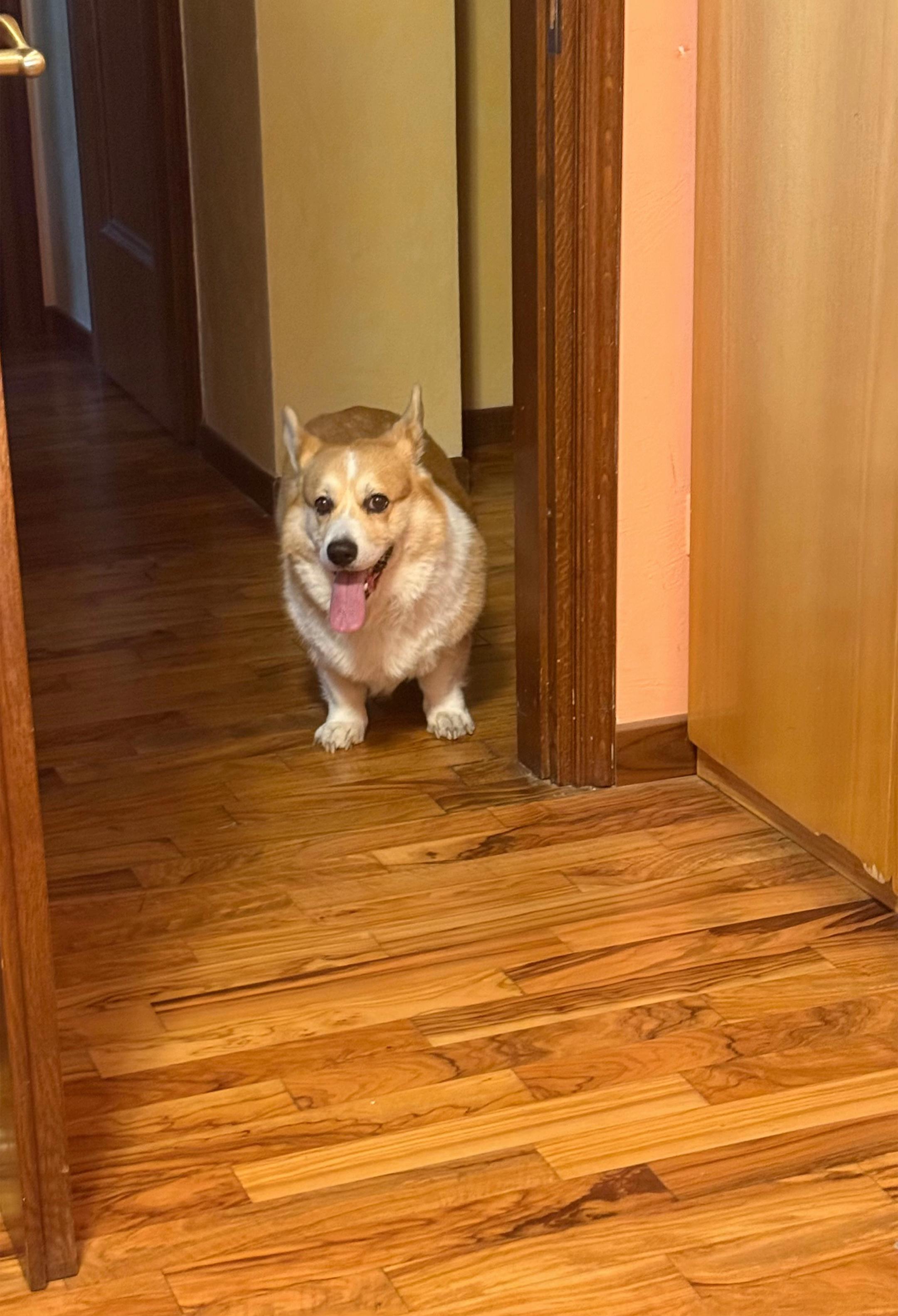 @Cheddar the Corgi