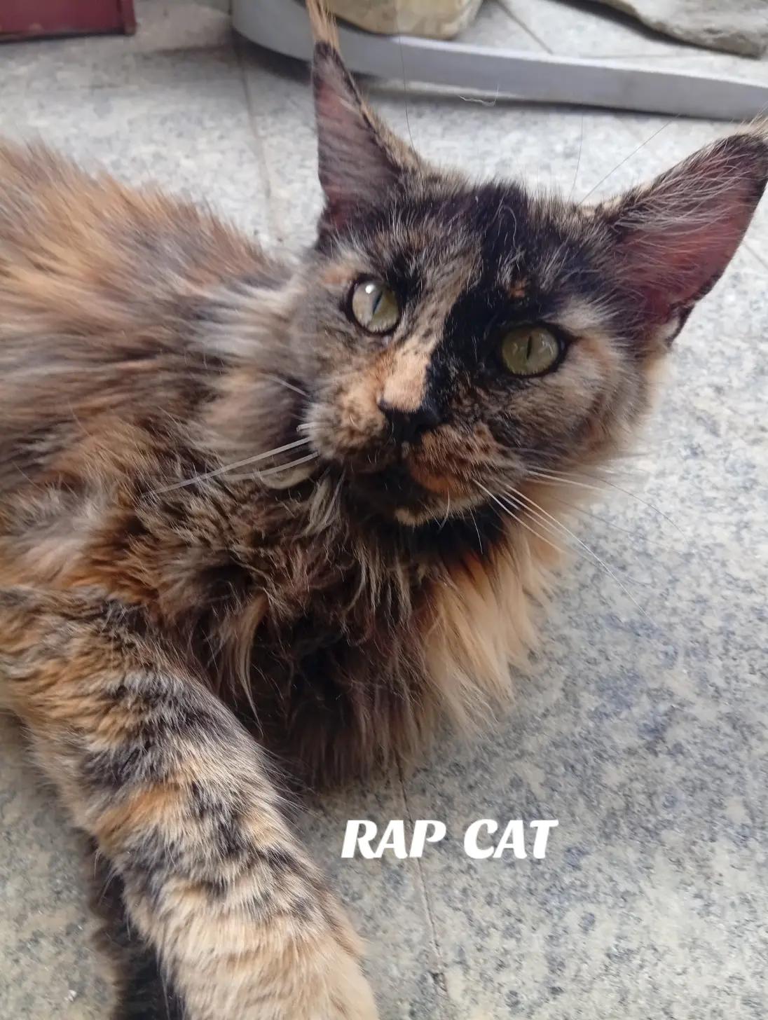 @RAP CAT