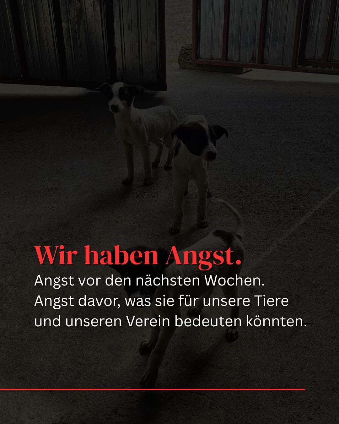 @SpecialDogs e.V.