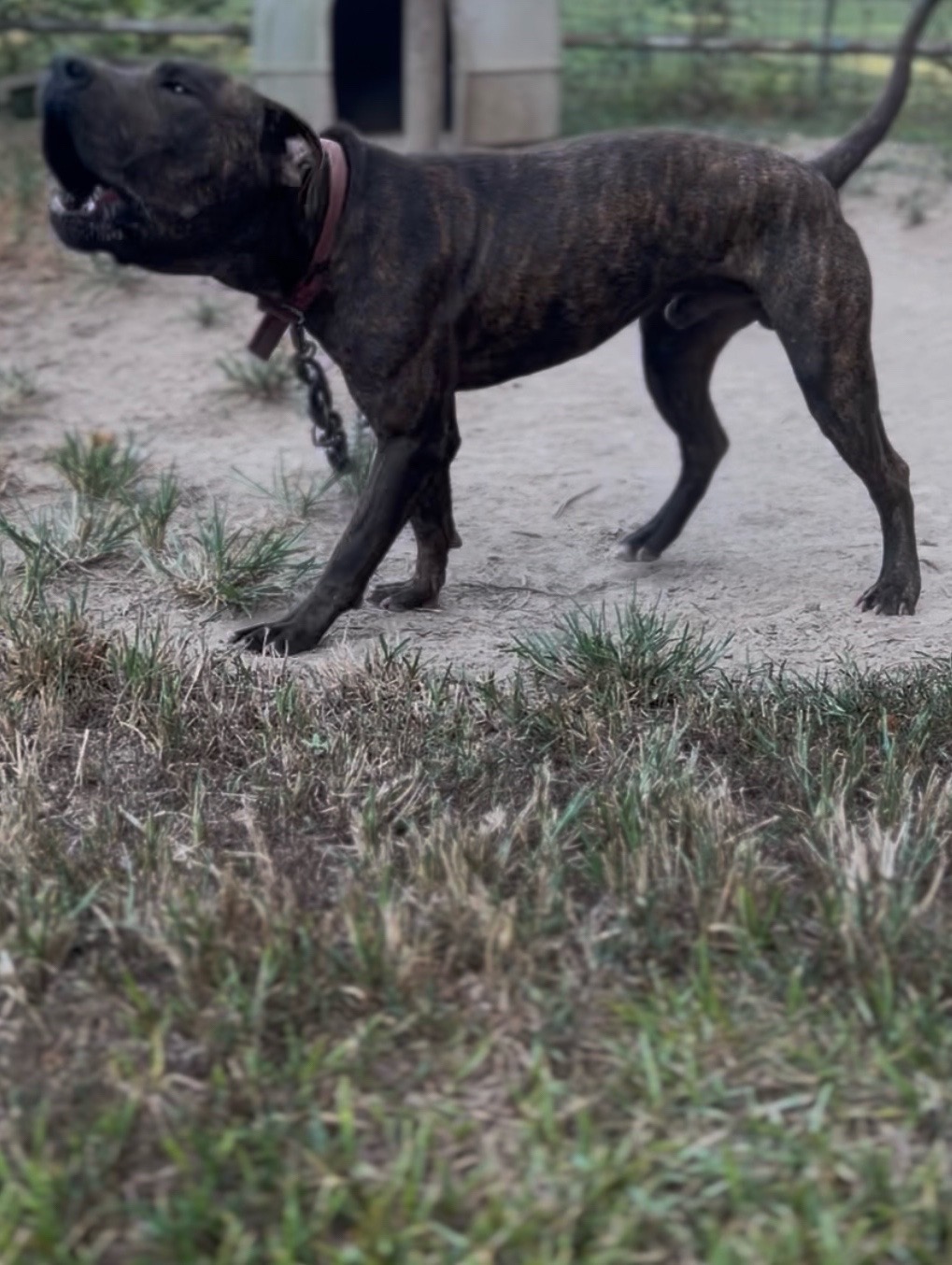 @Big Bookie Kennels