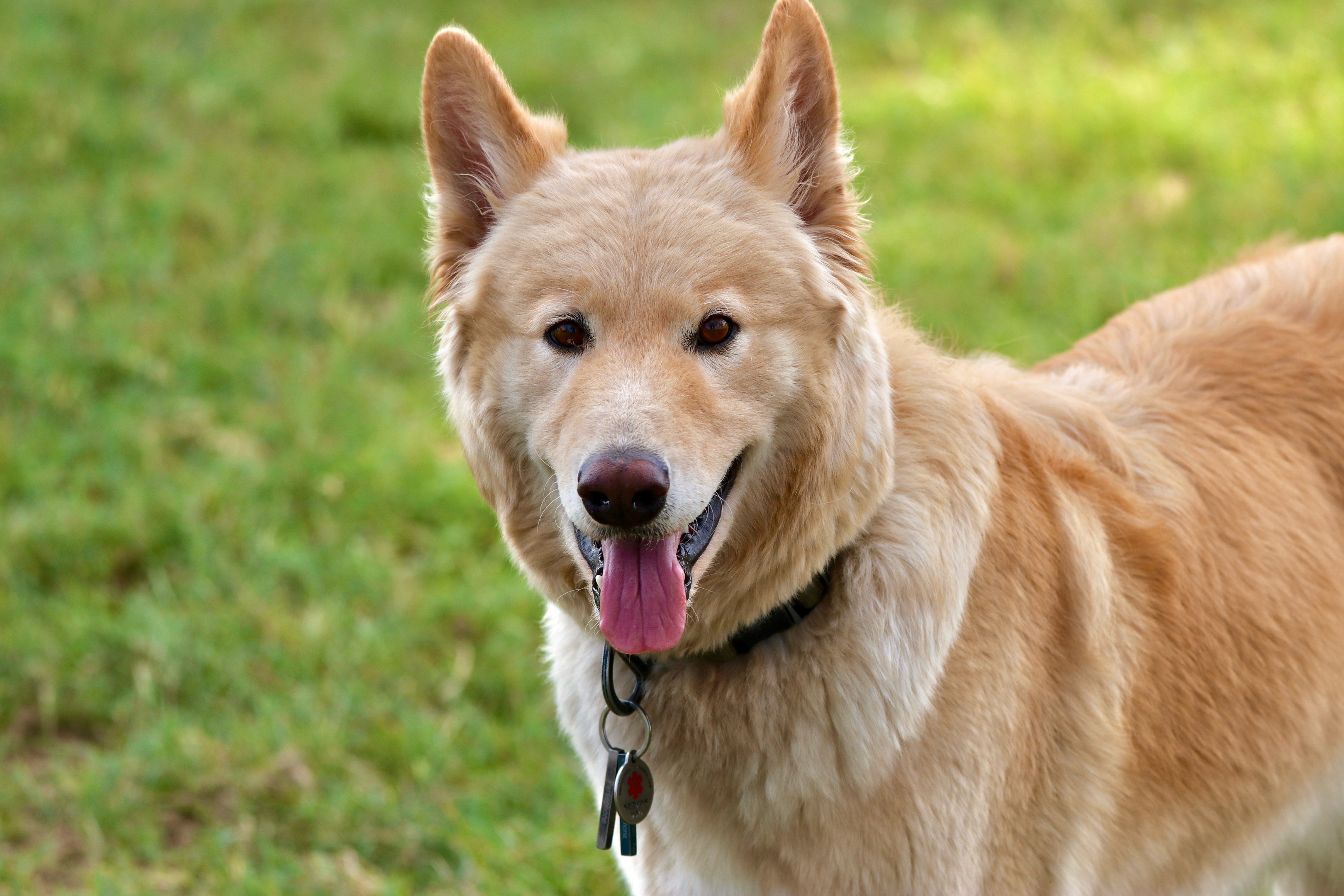 @Blond Wolf novelties