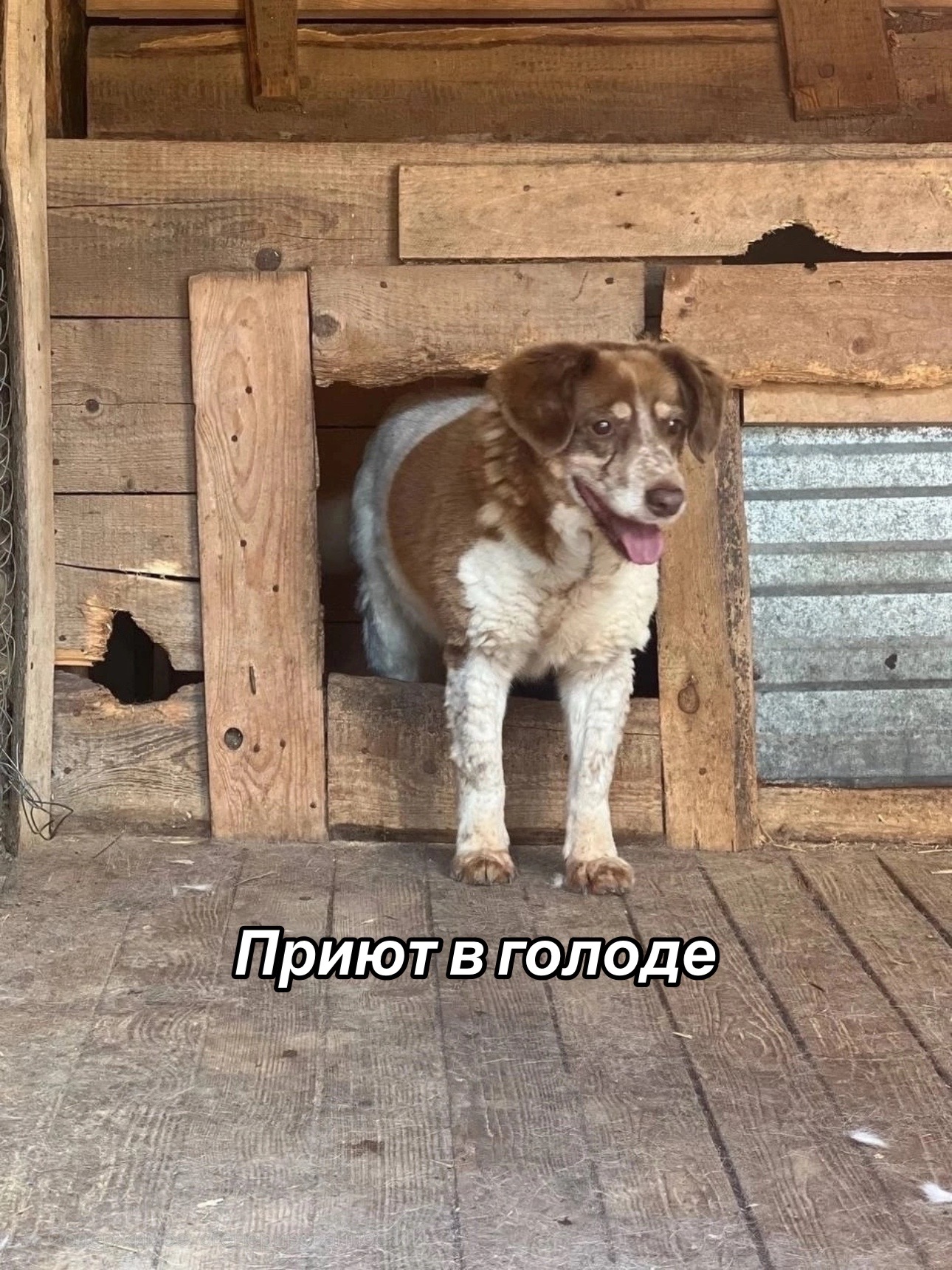 @Приют для животных Потеряшка