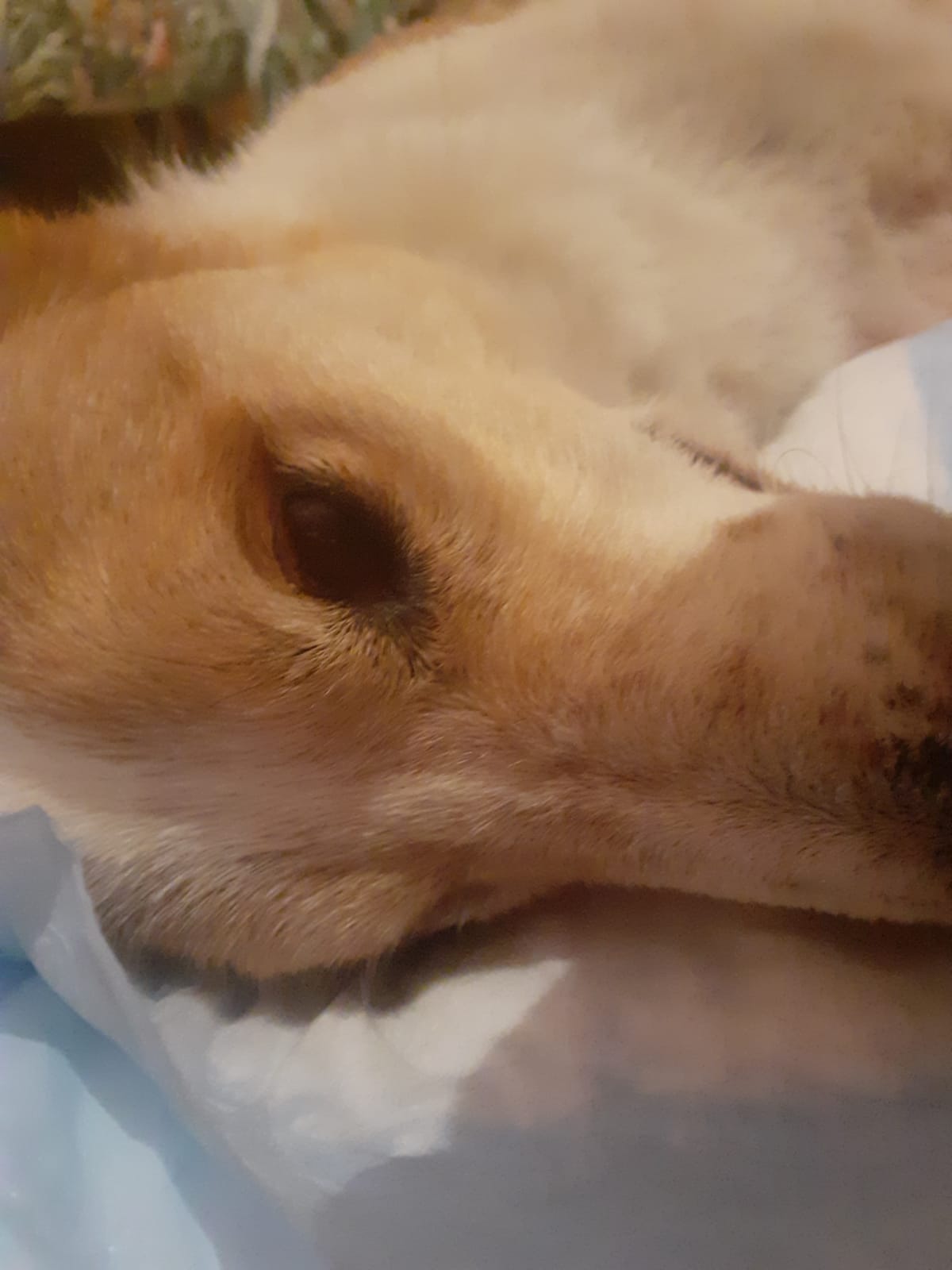@ELETTRA L'ANIMALISTA