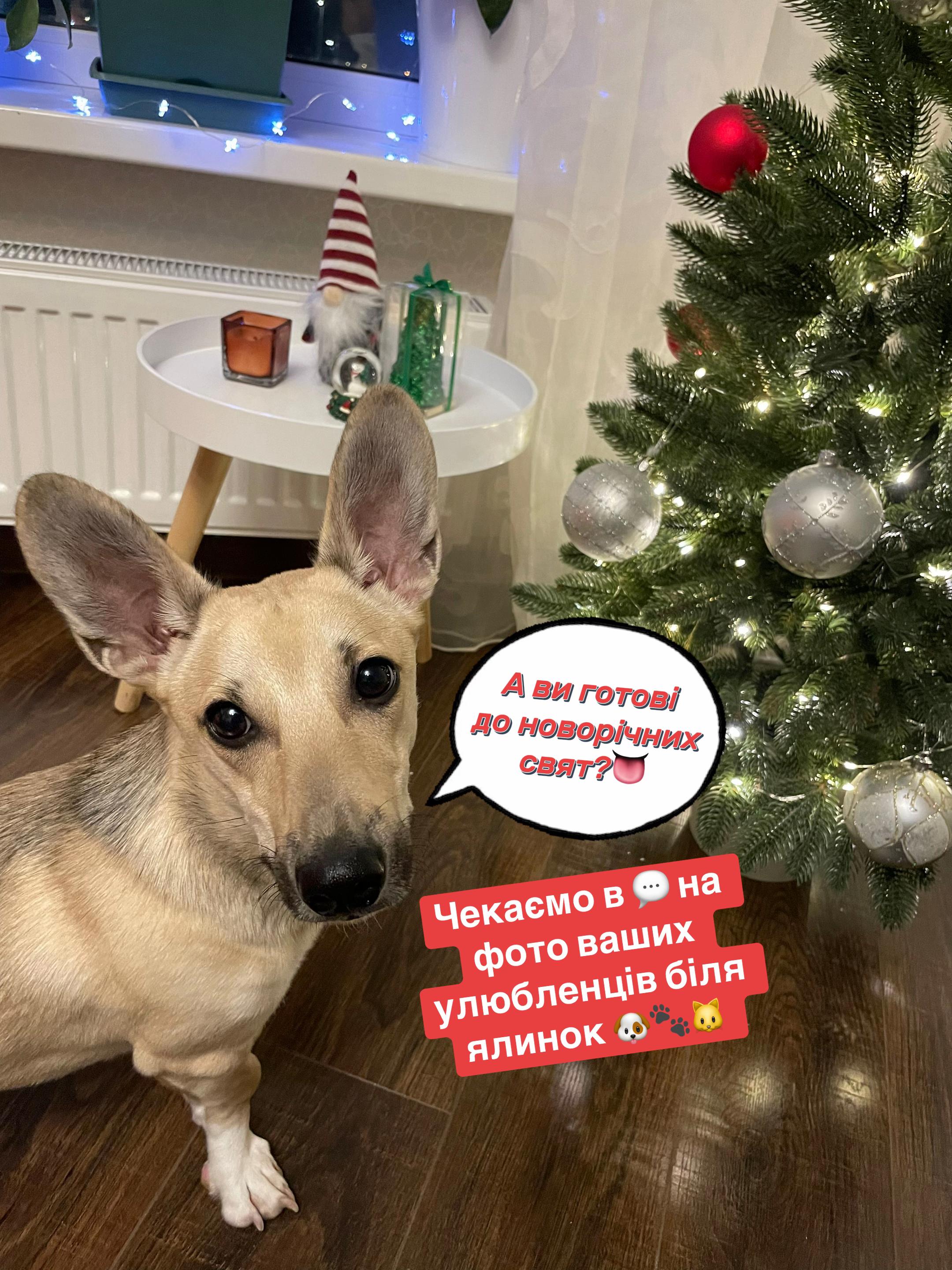 @Чіпік 🐶