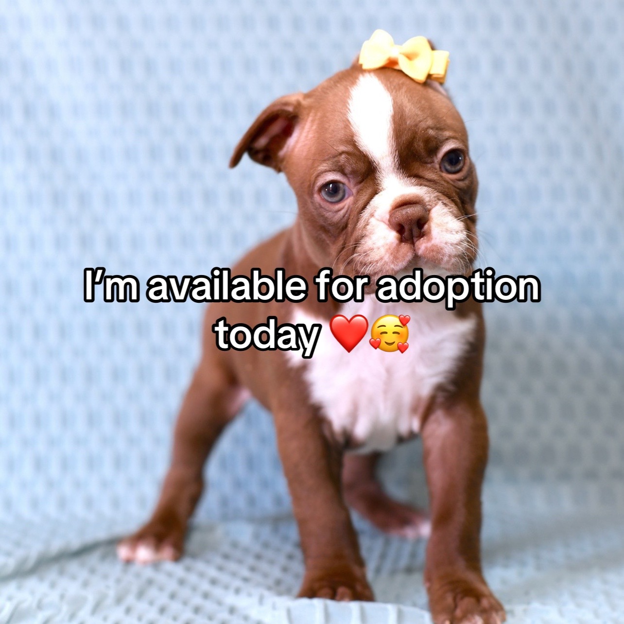 @Boston terriers for adoption
