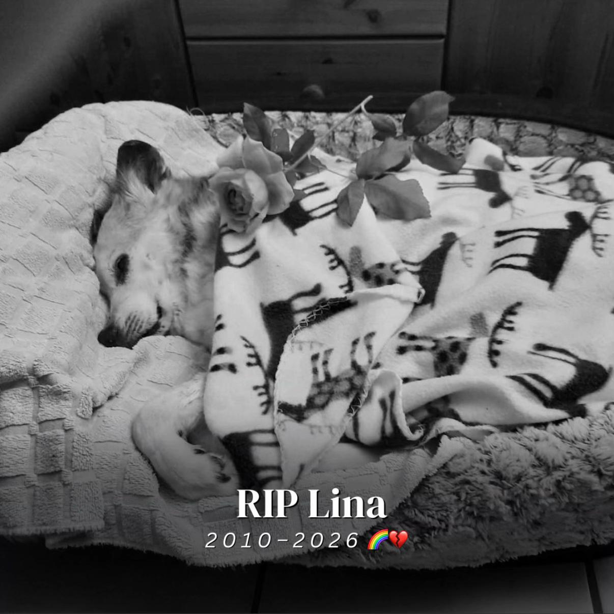 @SpecialDogs e.V.
