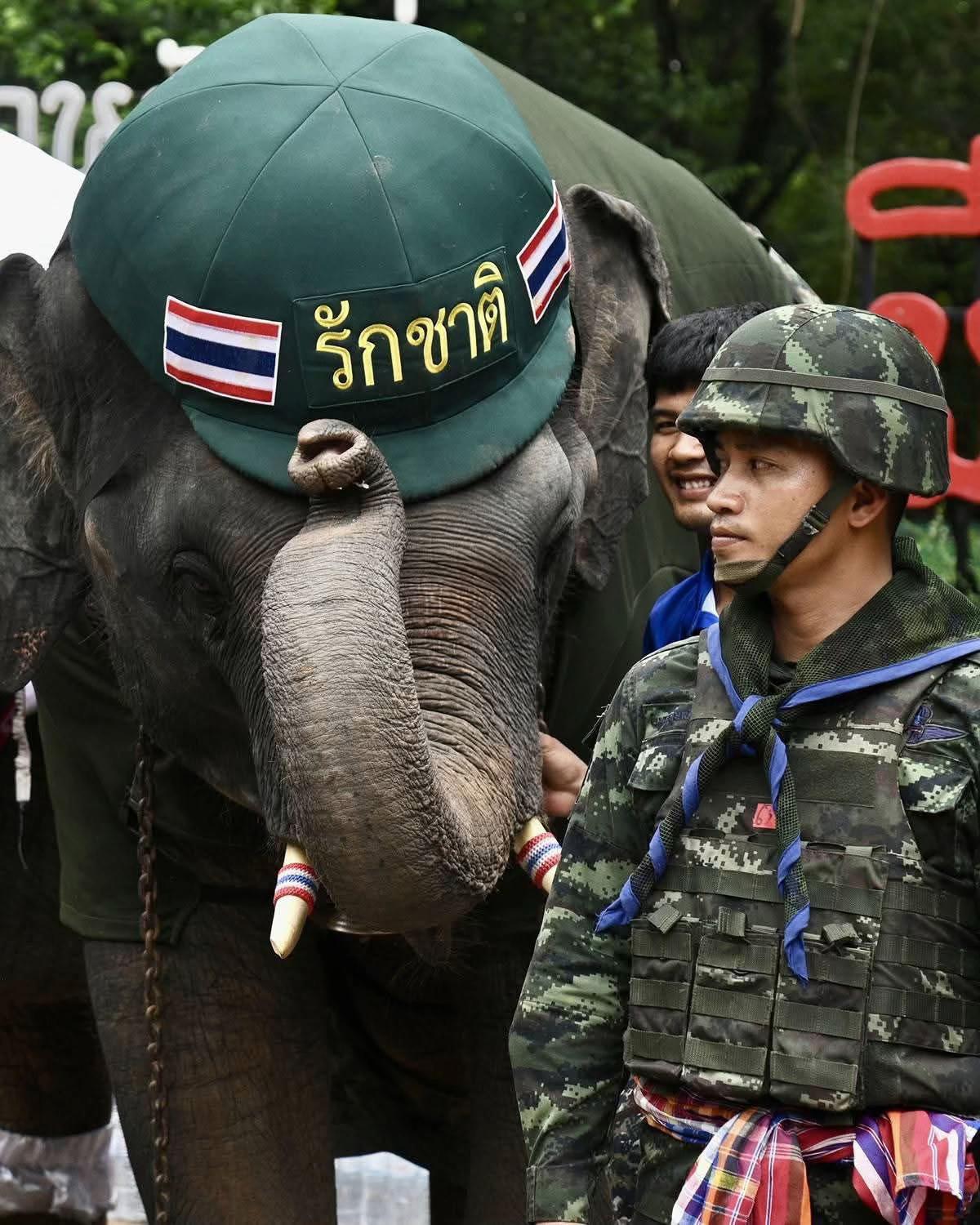 @aoraeeFcMooming🐘❤️