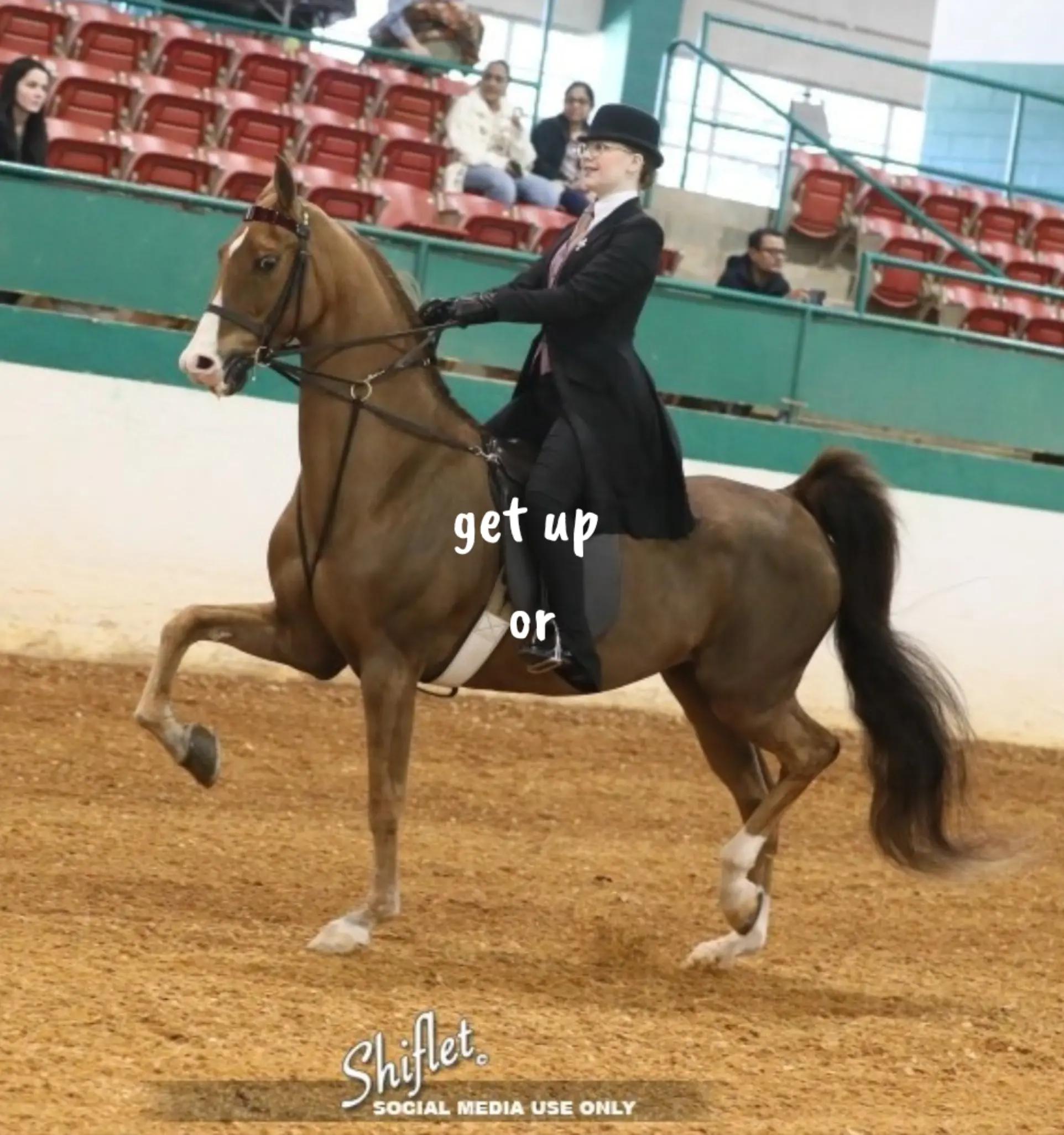 @saddleseat_4life