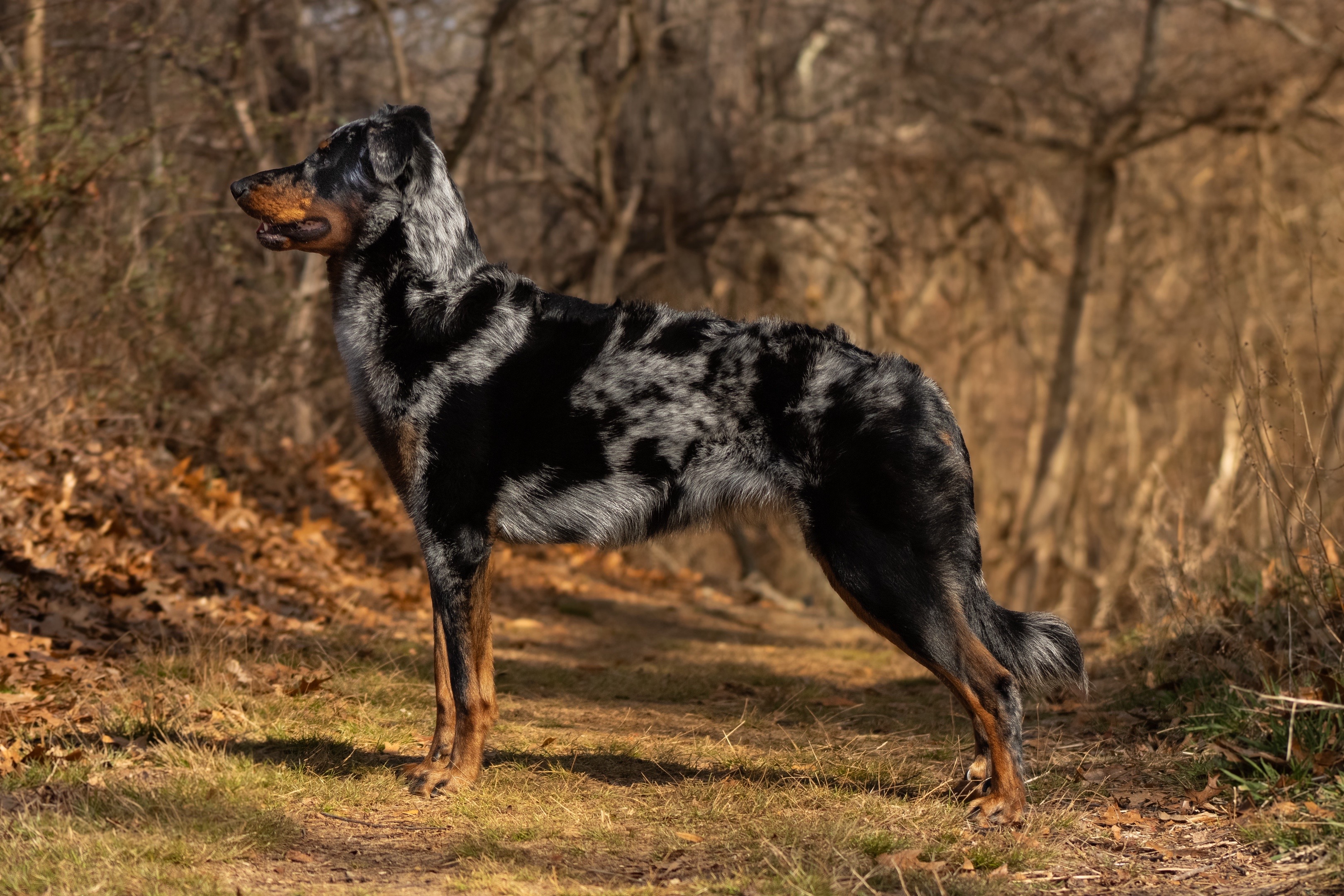 @valkyrie.the.beauceron