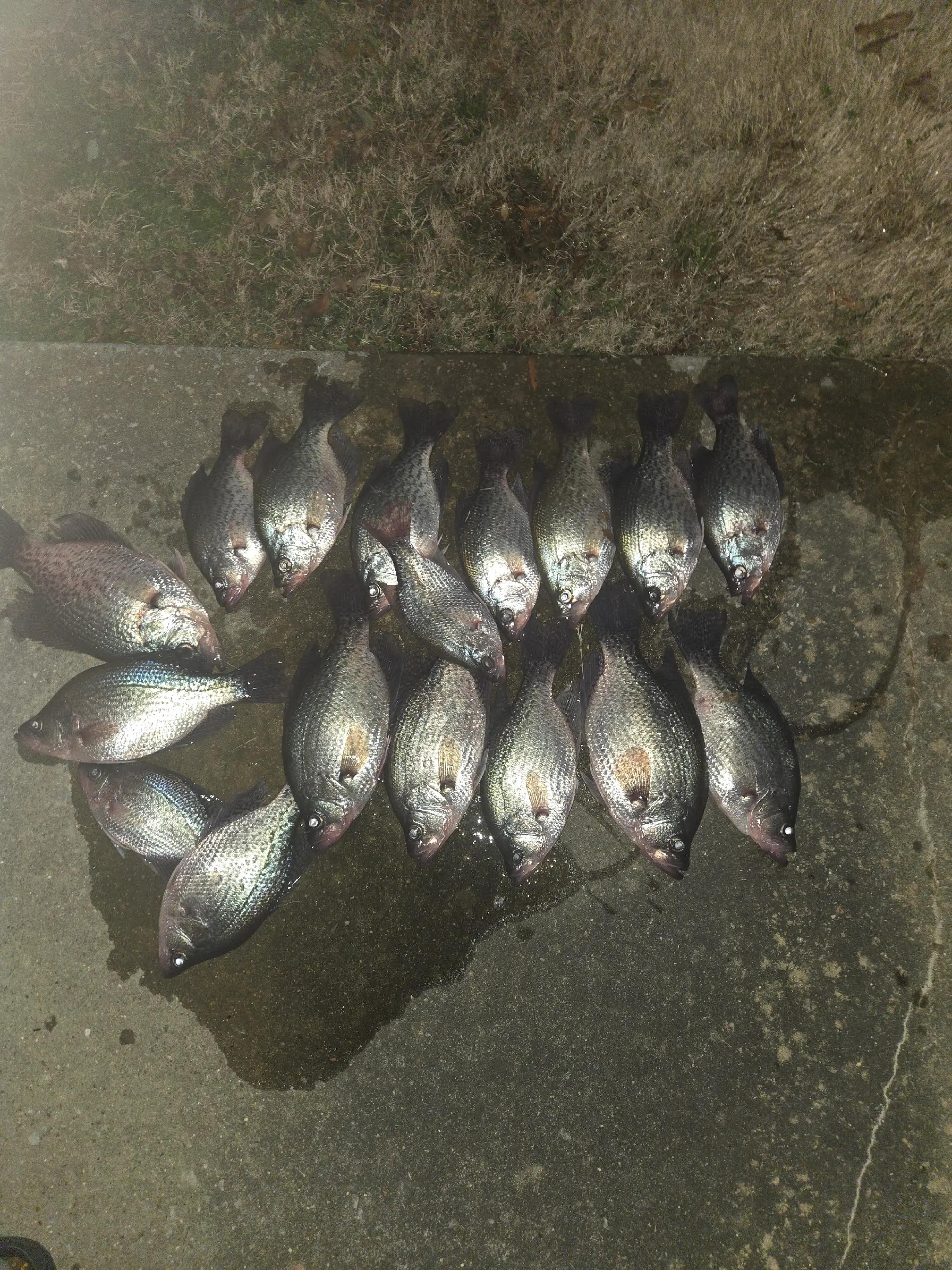 @BIGG BOYY FISHING