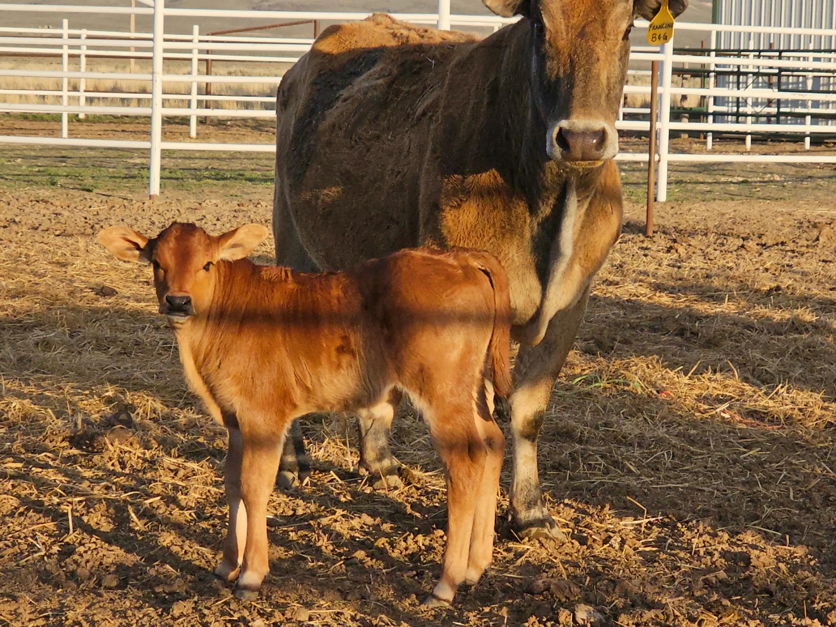 @B&G Bucking Bulls