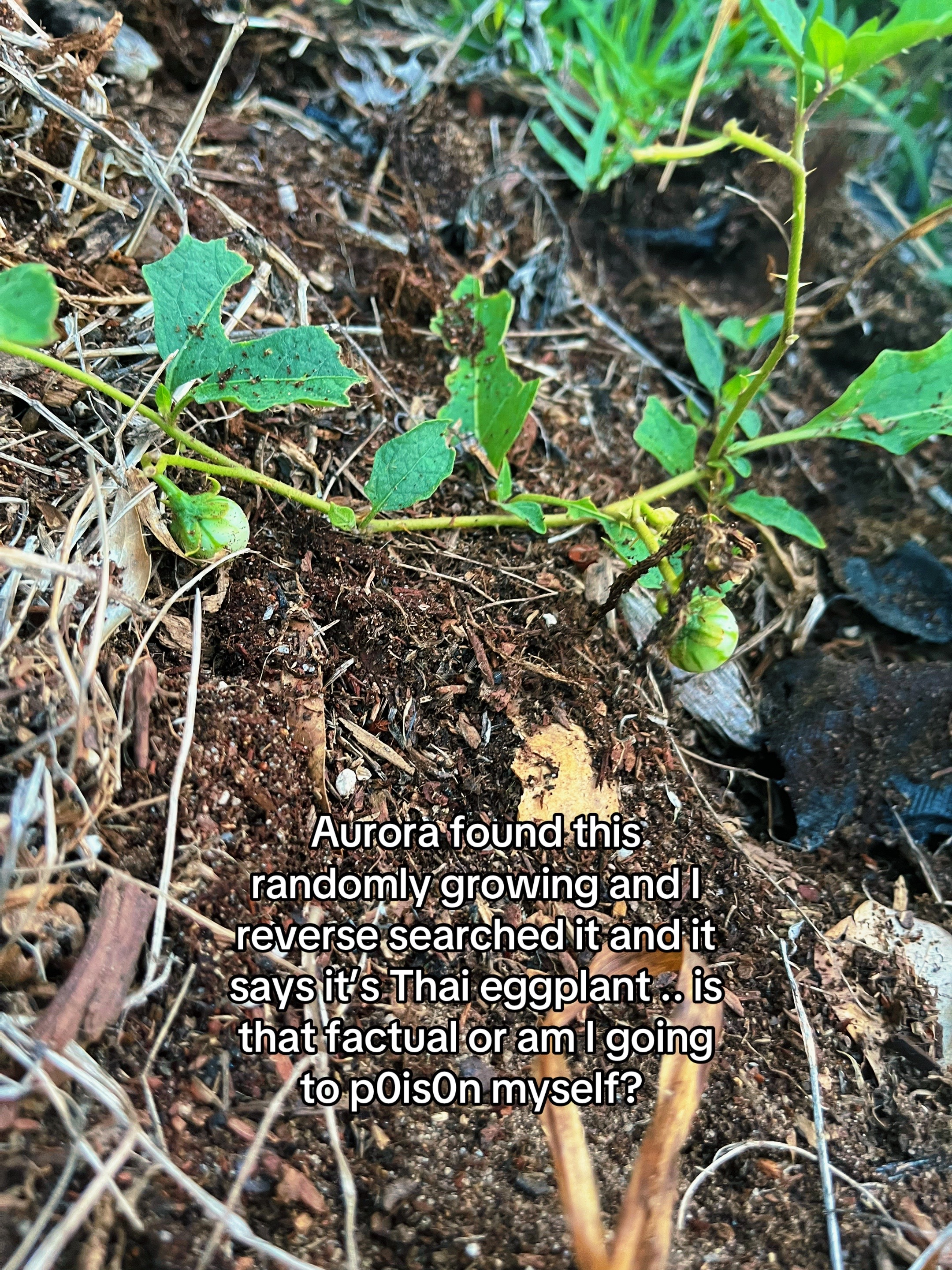 @🍄