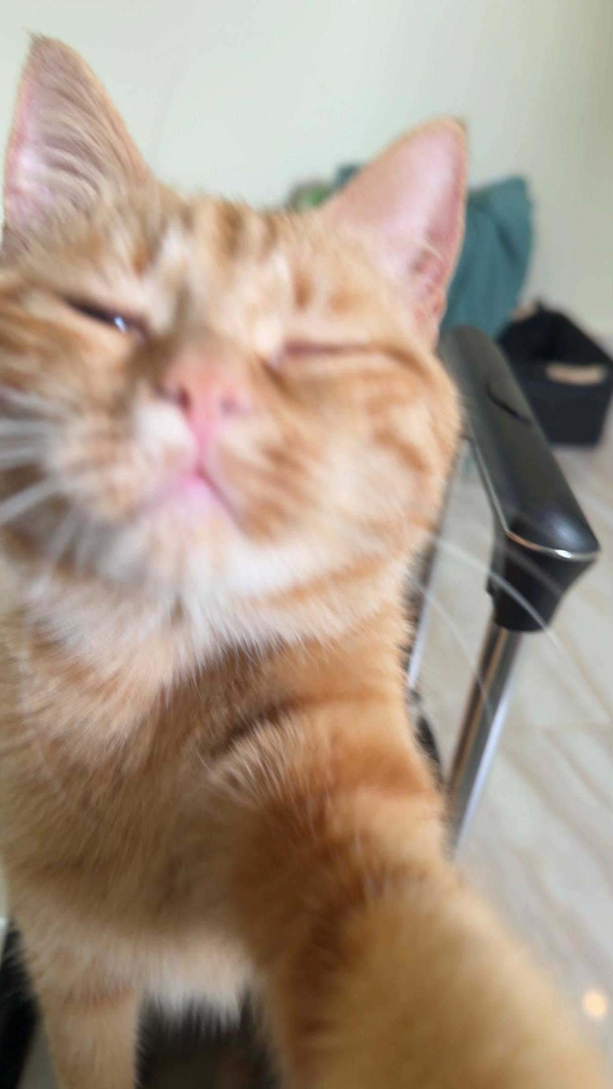 @3aslTheCat