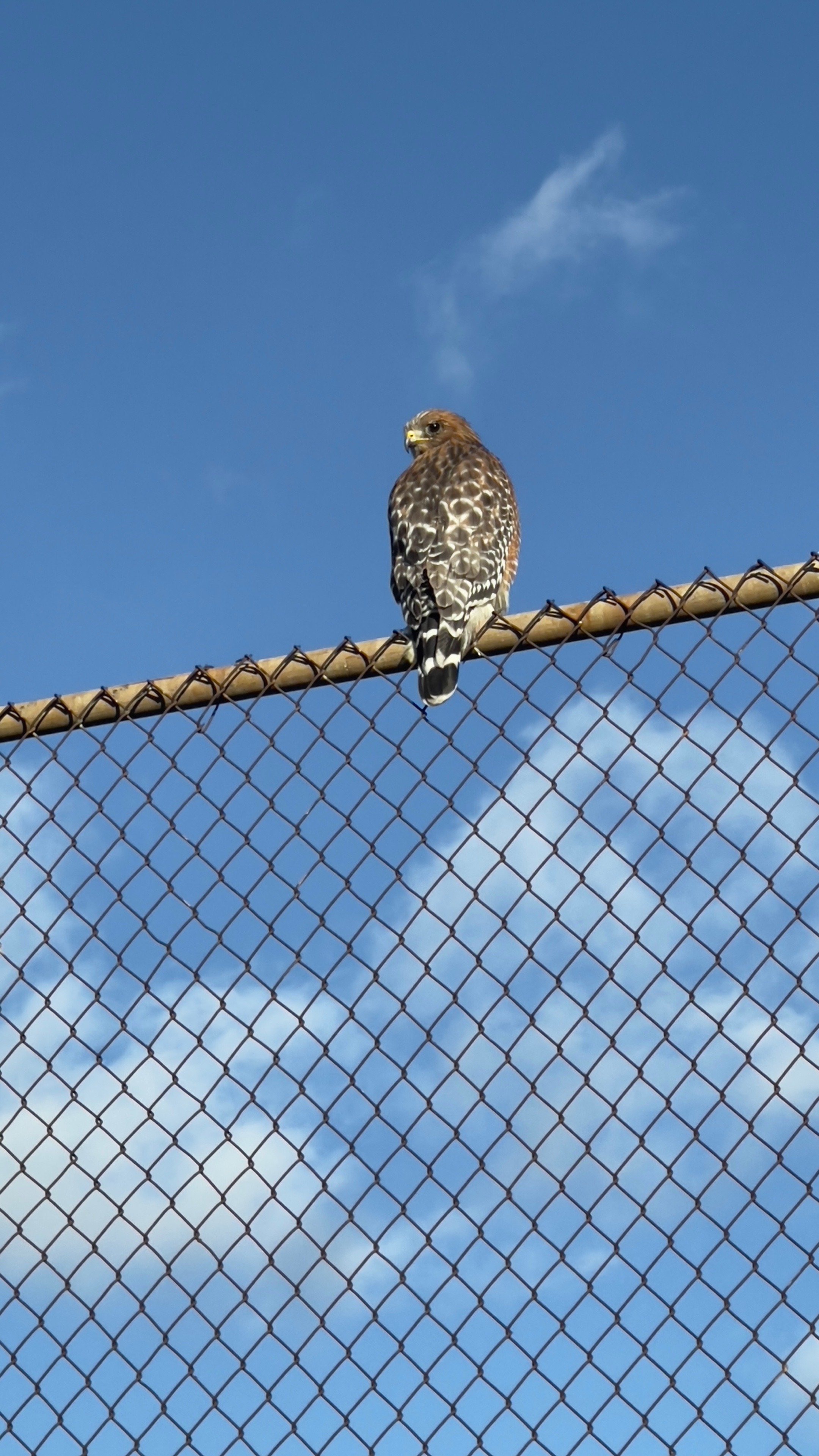 @TrumpetBoyRoy 🎺