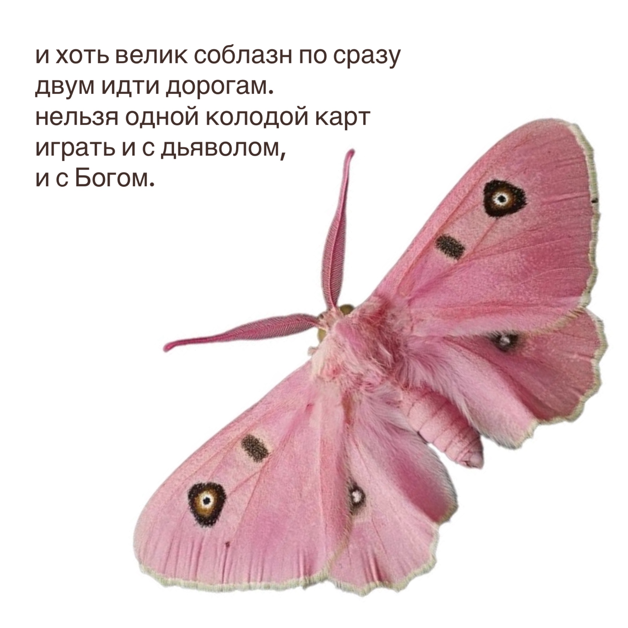 @𝗉𝖺𝗋𝖺𝗇𝗈𝗂𝖽 𝗌𝗁𝖺𝗆𝖾