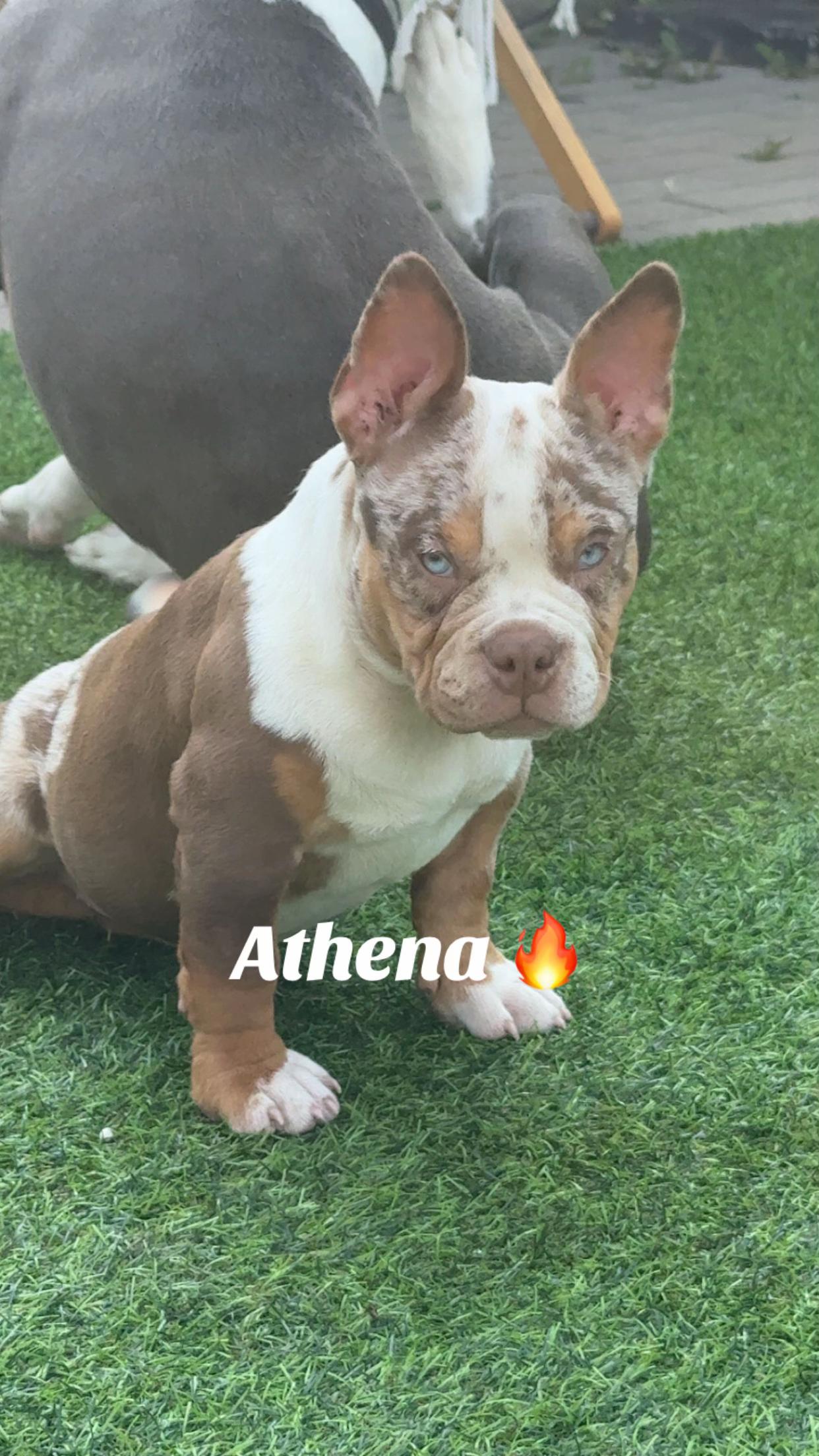 @🔥 Athena en follie 🔥