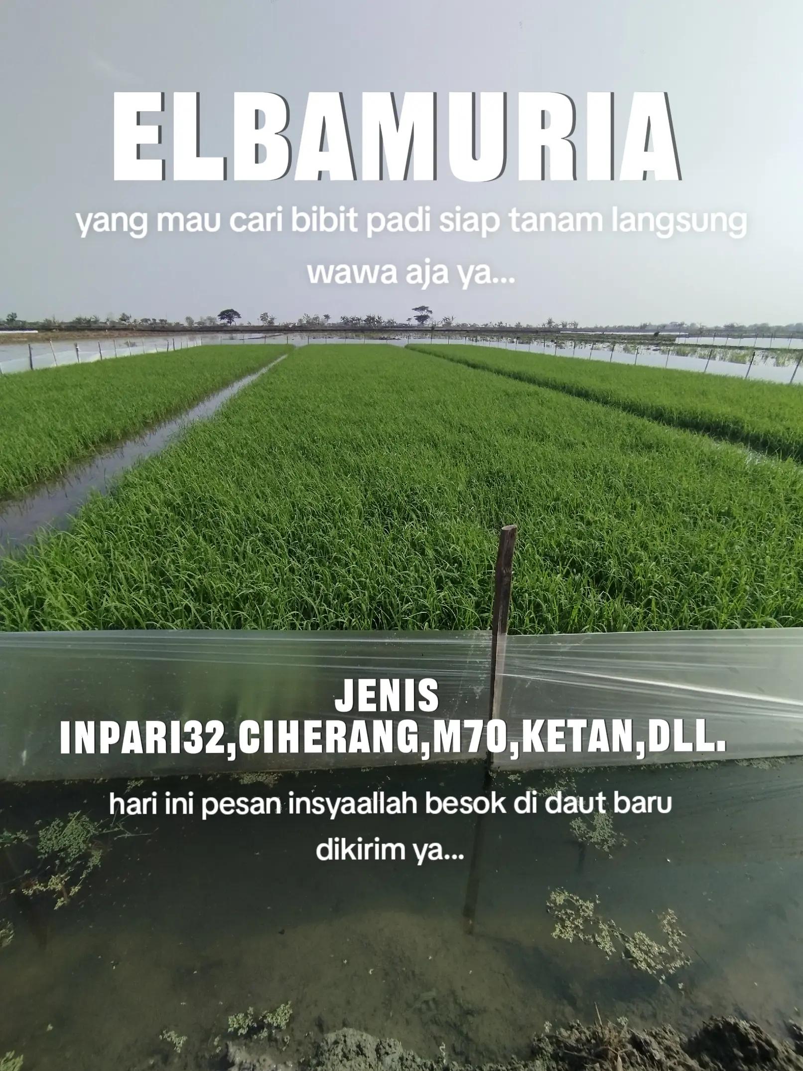 @elbamuria