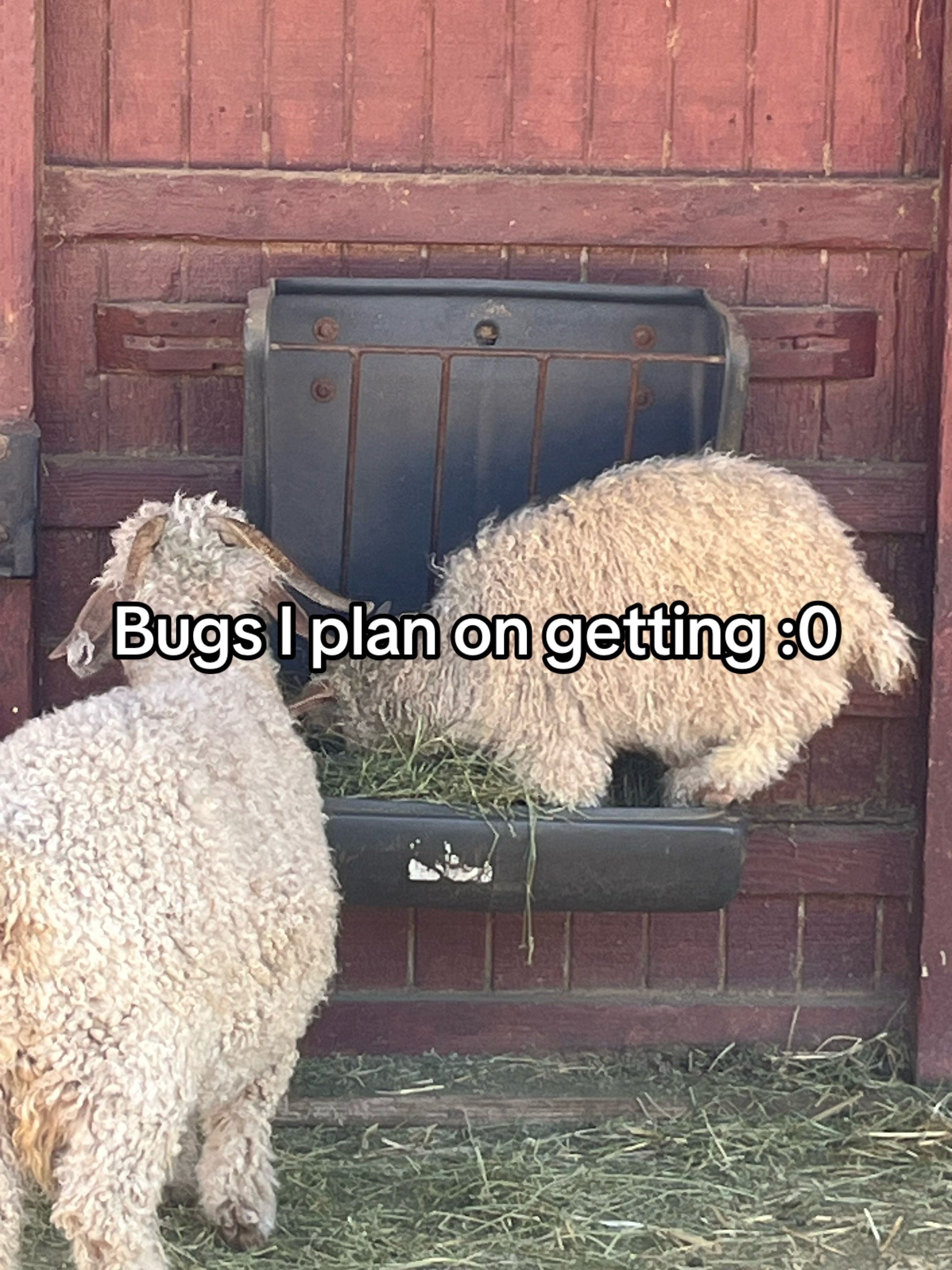 @Discord
