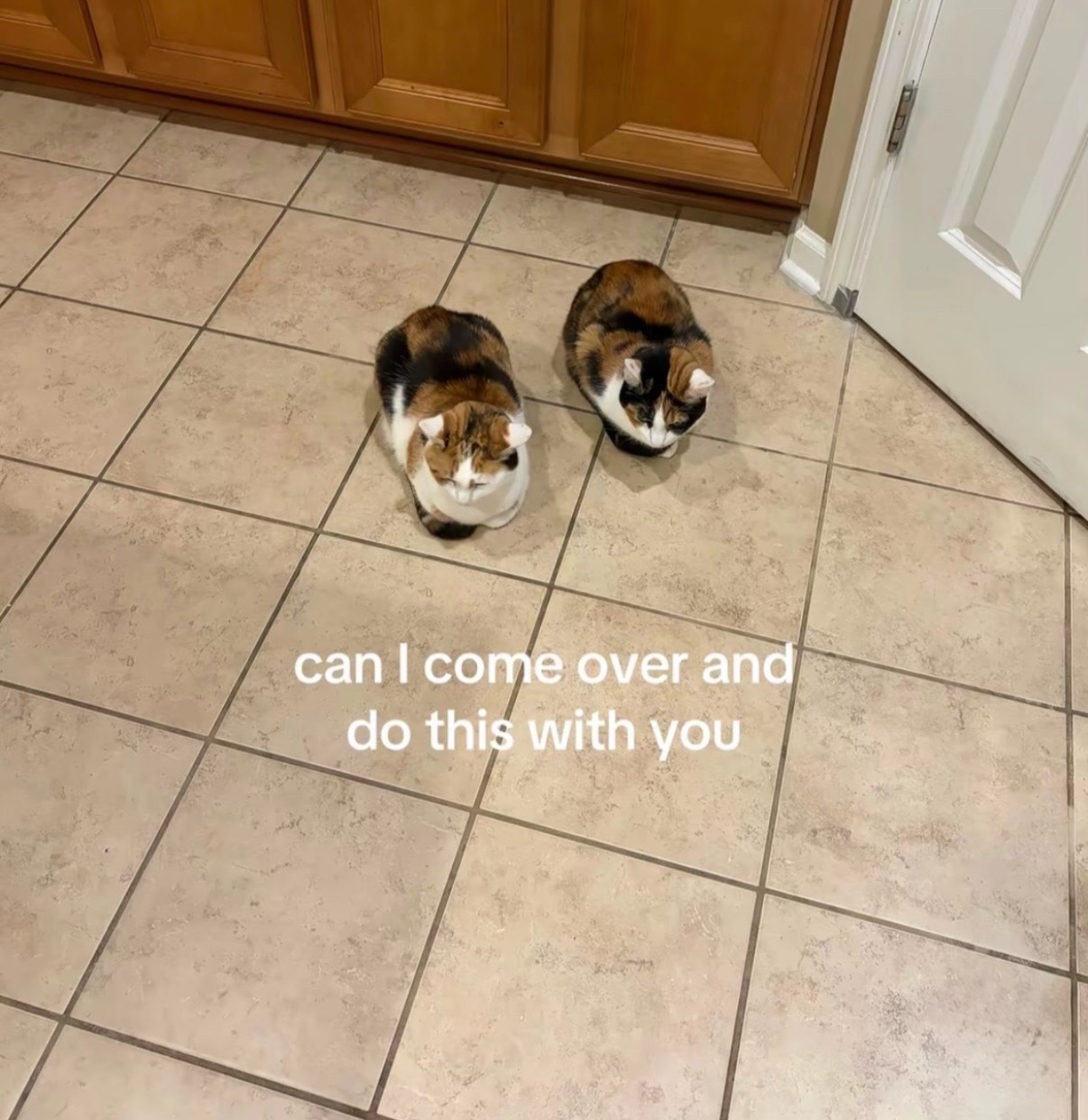 @cat memes