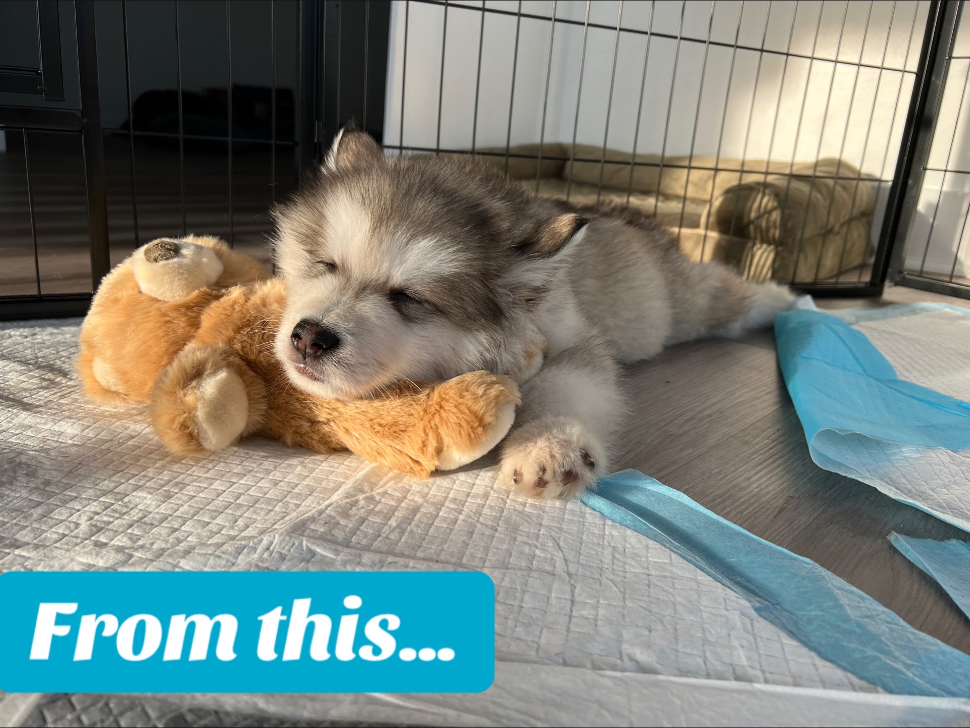 @KokaKoaTheAlaskanMalamute