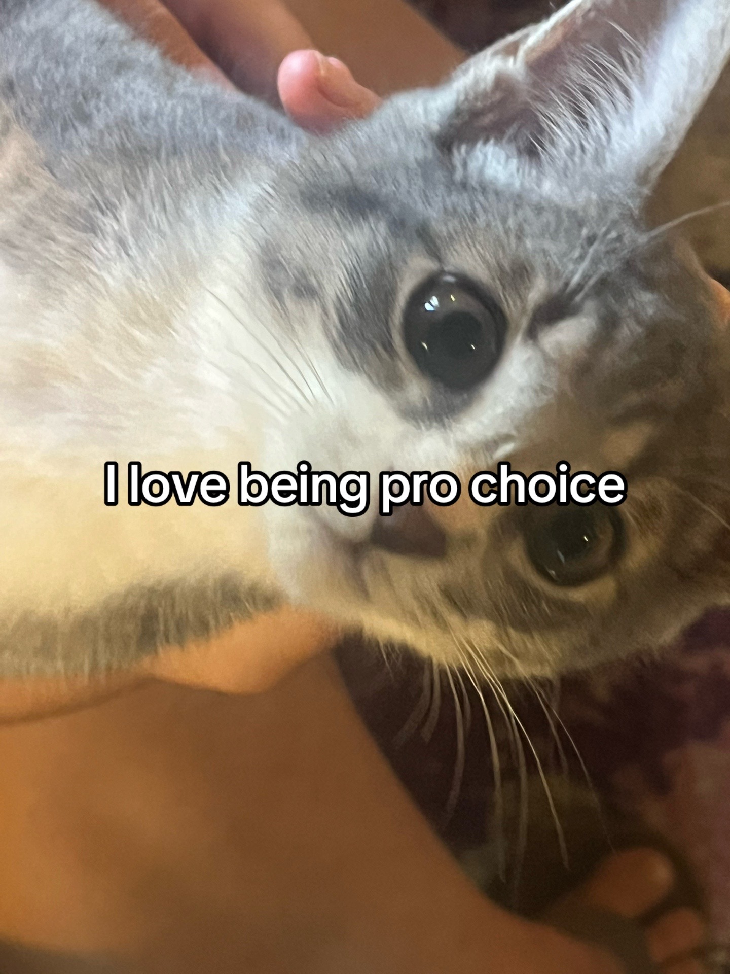 @Jackson’s house cat 🐈