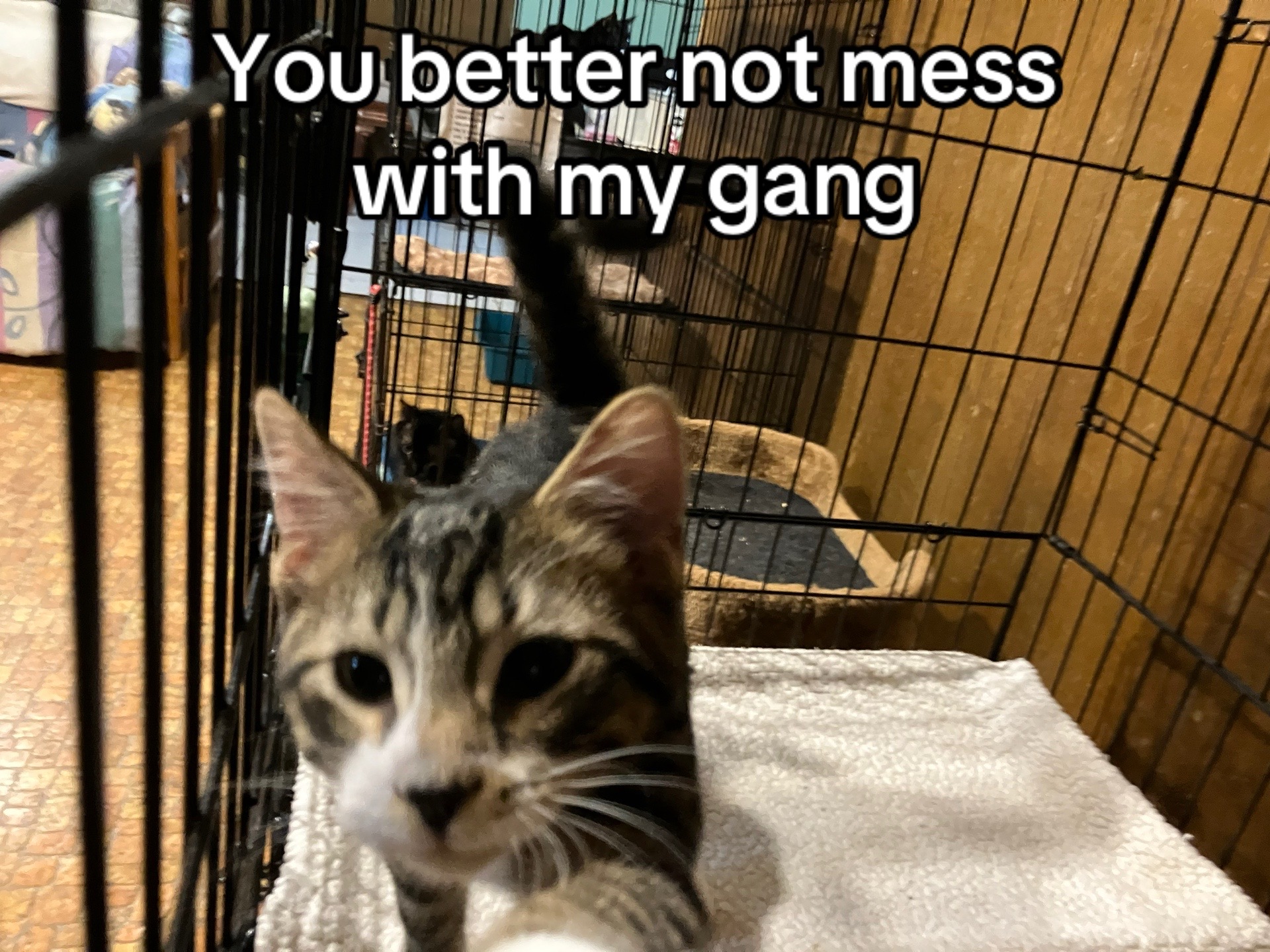 @Adoptacatinc