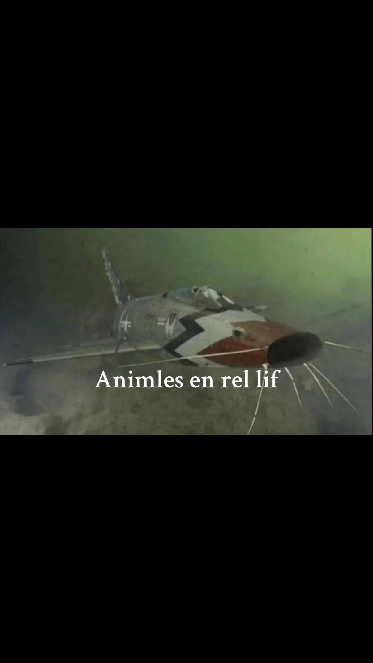@Pug Ace WT