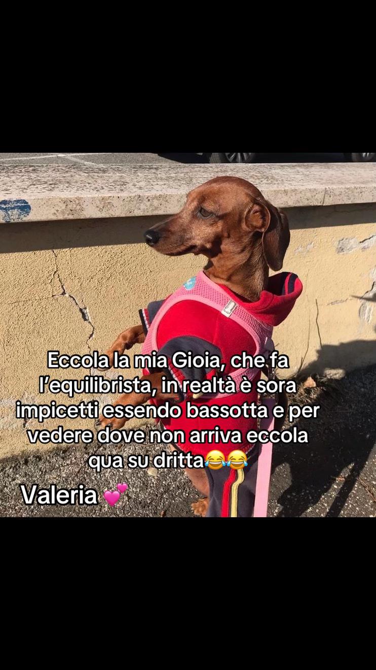 @valeriaevangelis840