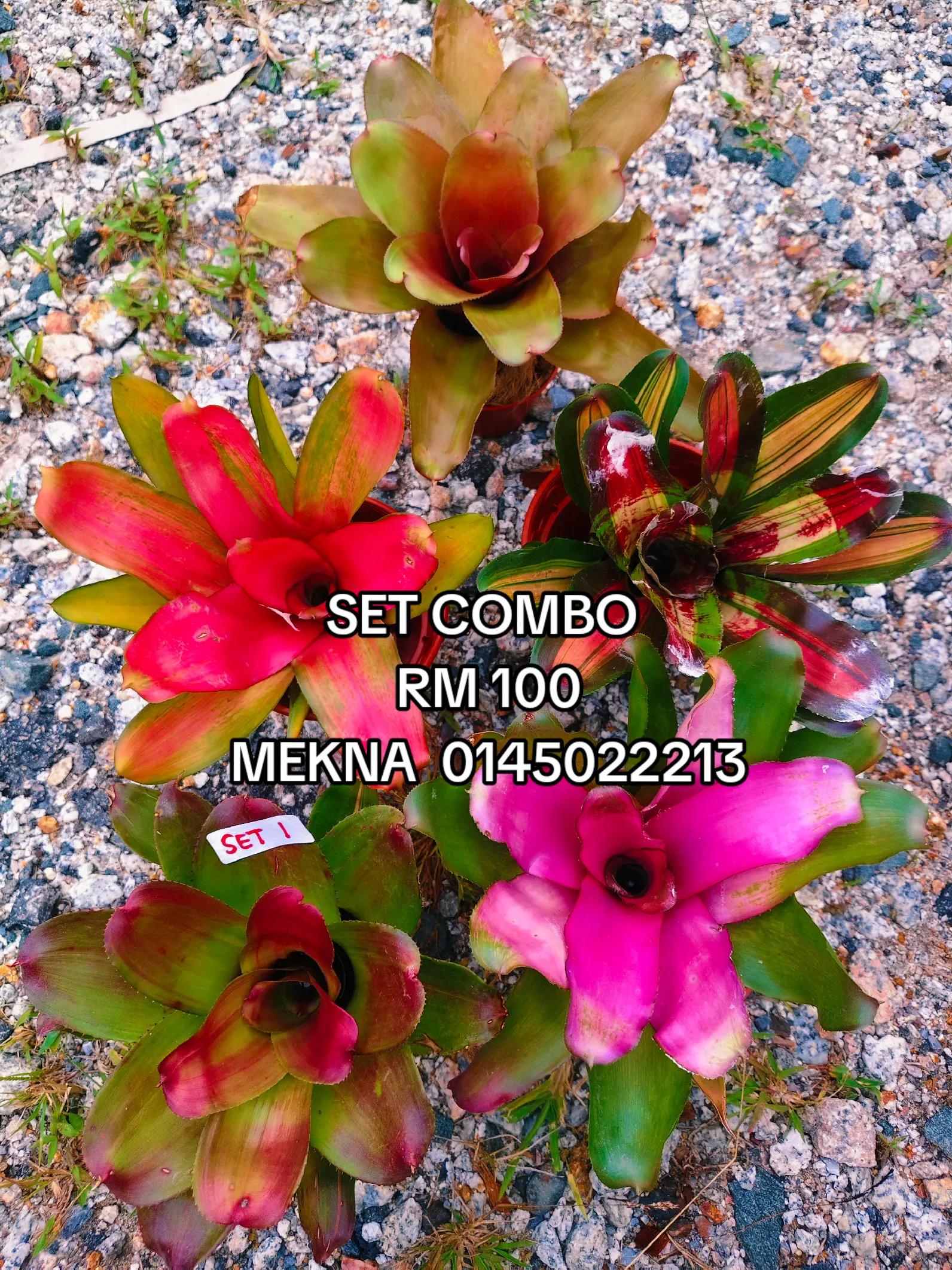 @MEKNA Garden