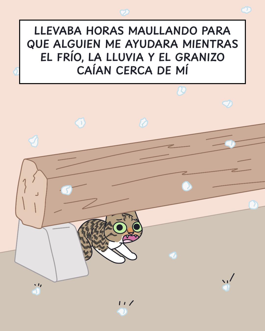 @Cosa de gatos