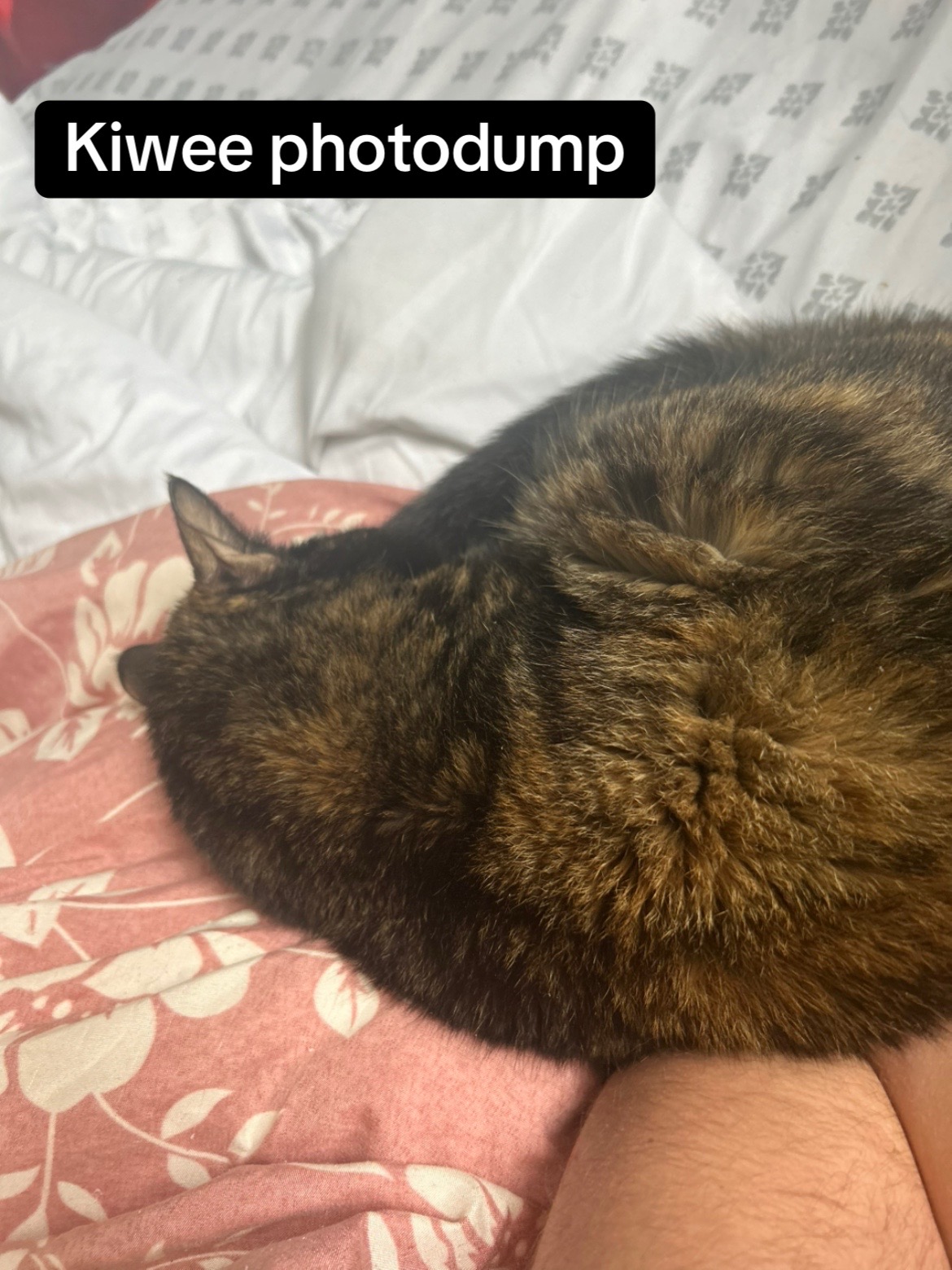 @petrafiedlove