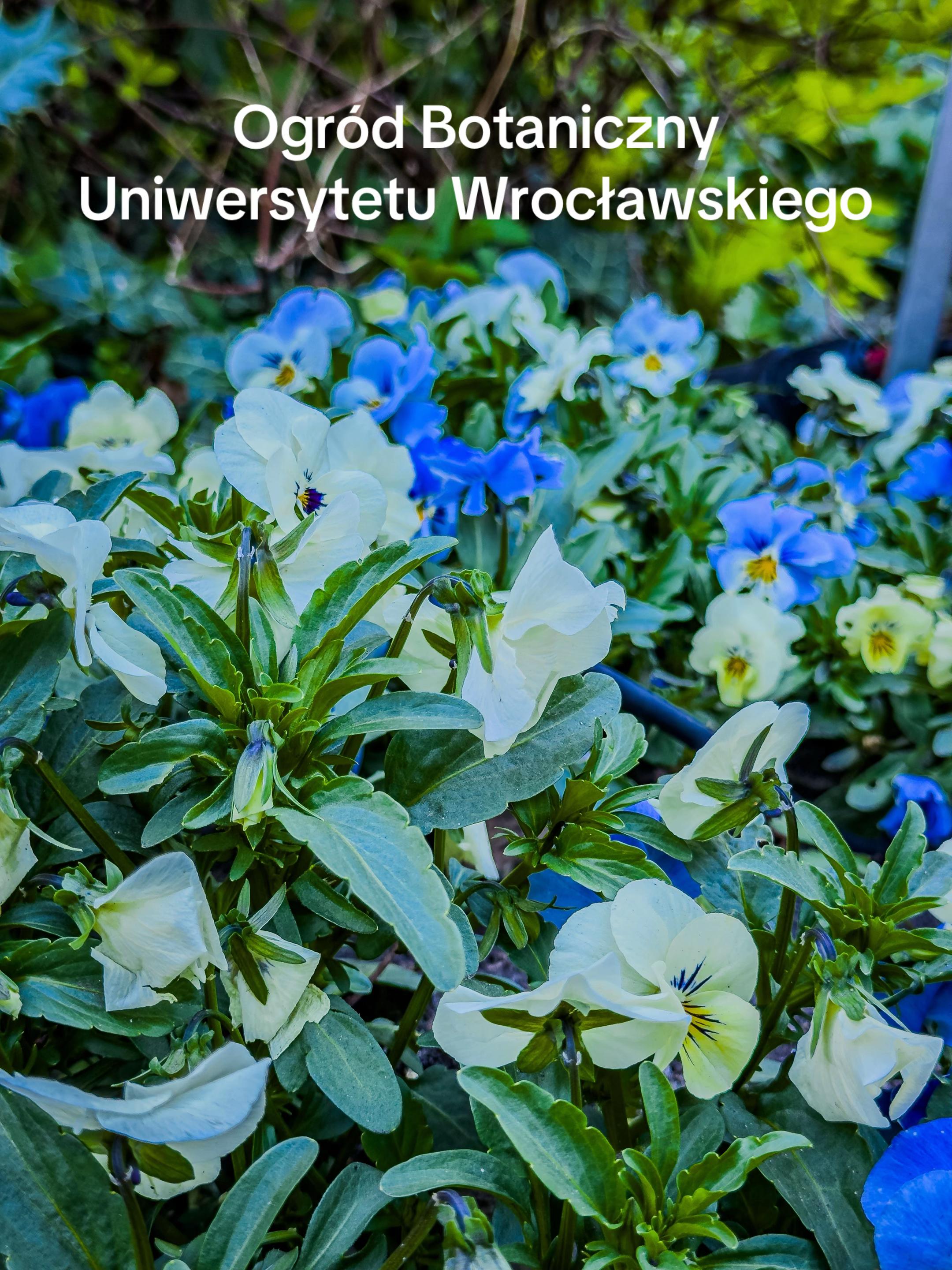 @lukashhh