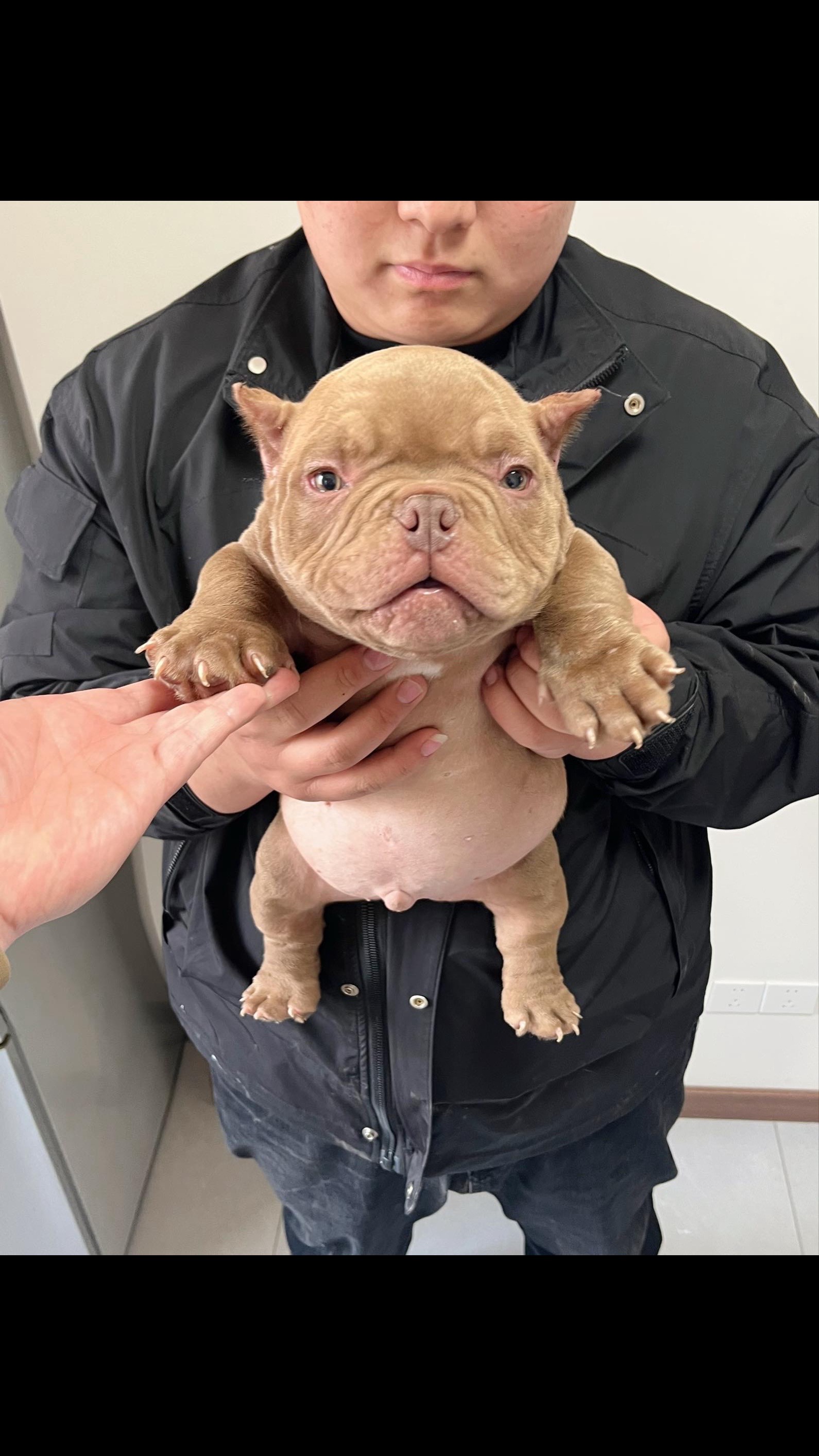 @dominantbluebullies