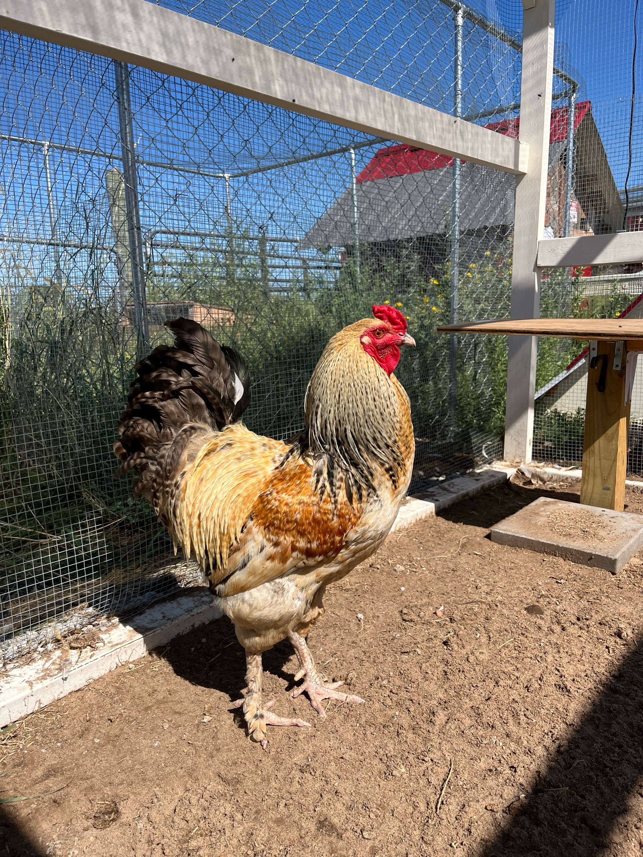 @ChickenSchmidtFarms